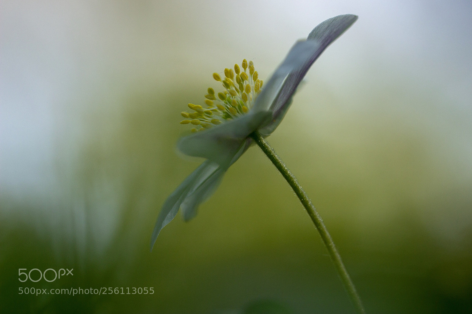 Canon EOS 600D (Rebel EOS T3i / EOS Kiss X5) sample photo. Simplicity photography