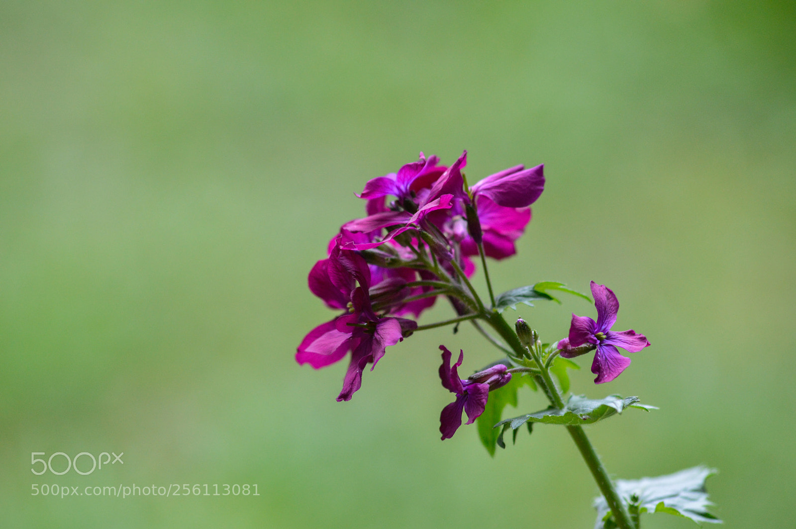 Nikon D3200 sample photo. Honesty photography