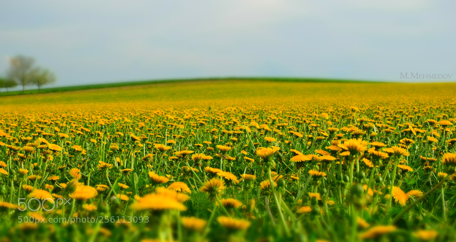 Nikon D5300 sample photo. Endless dandelions photography