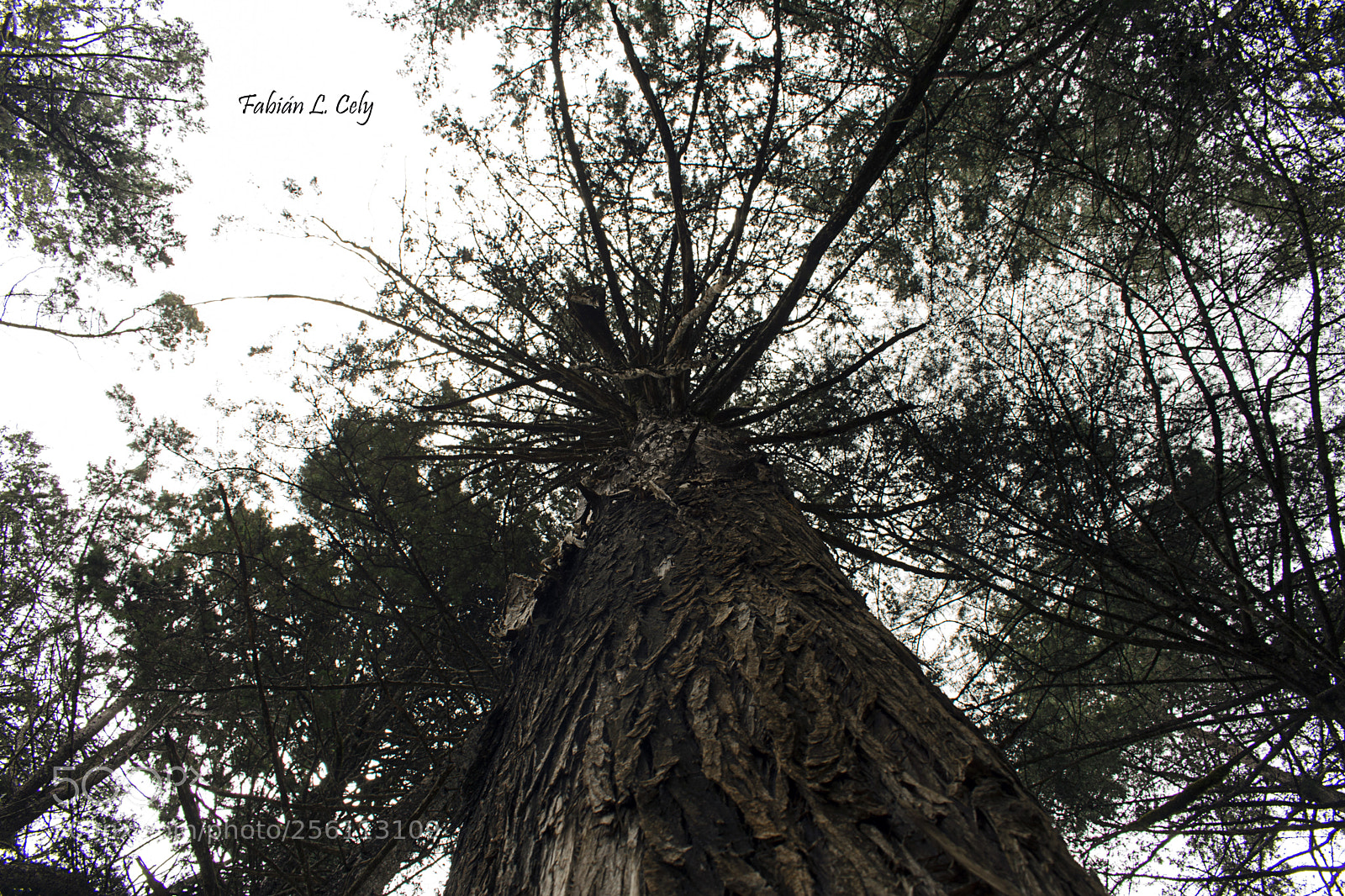 Nikon D3400 sample photo. Arvi photography