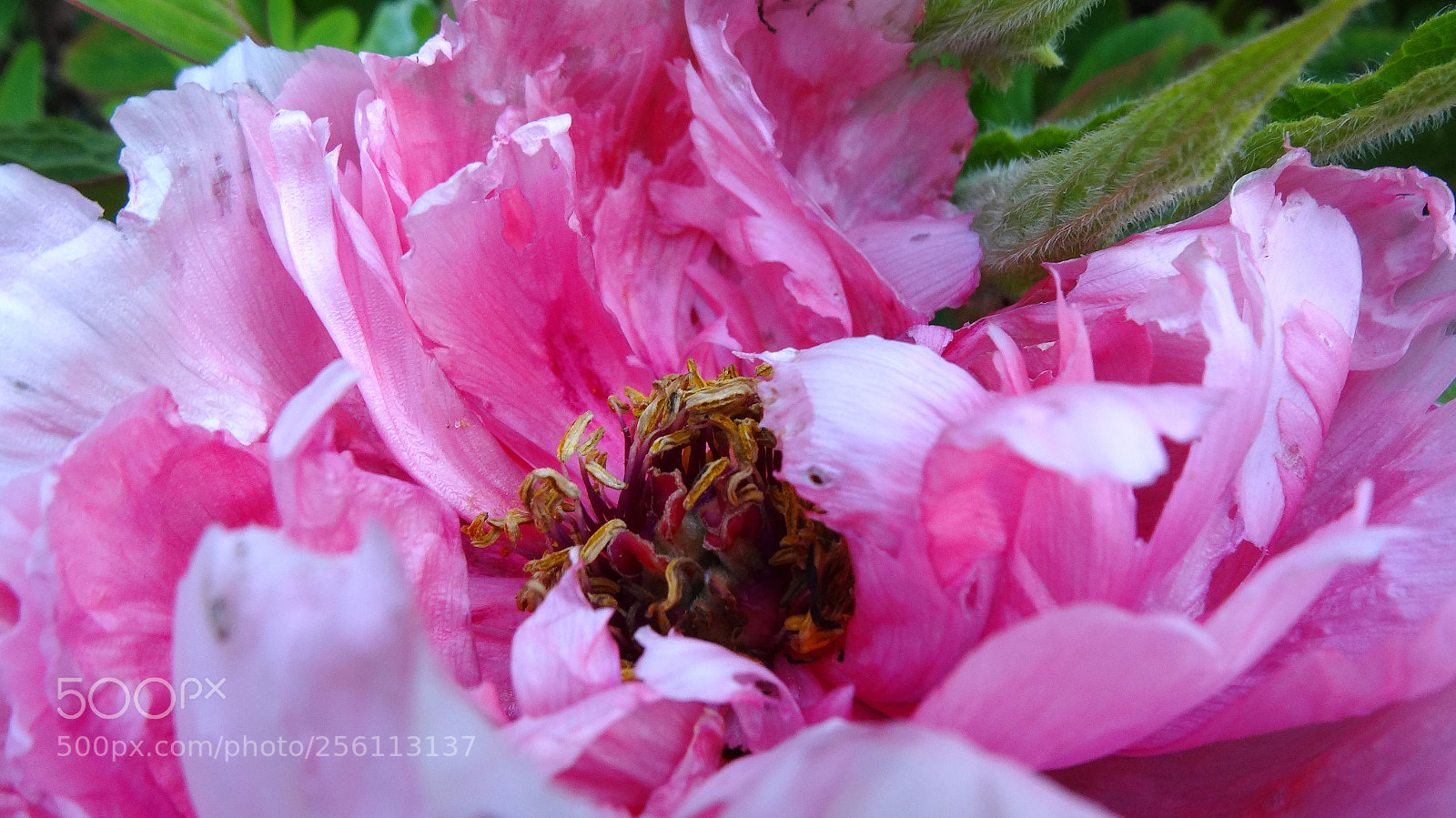 Sony Cyber-shot DSC-HX20V sample photo. Peony photography