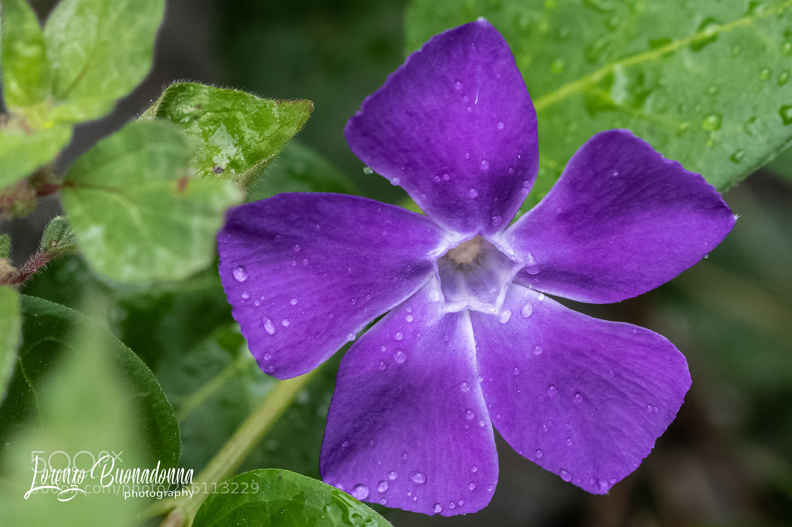 Canon EOS 7D Mark II sample photo. Vinca minor photography