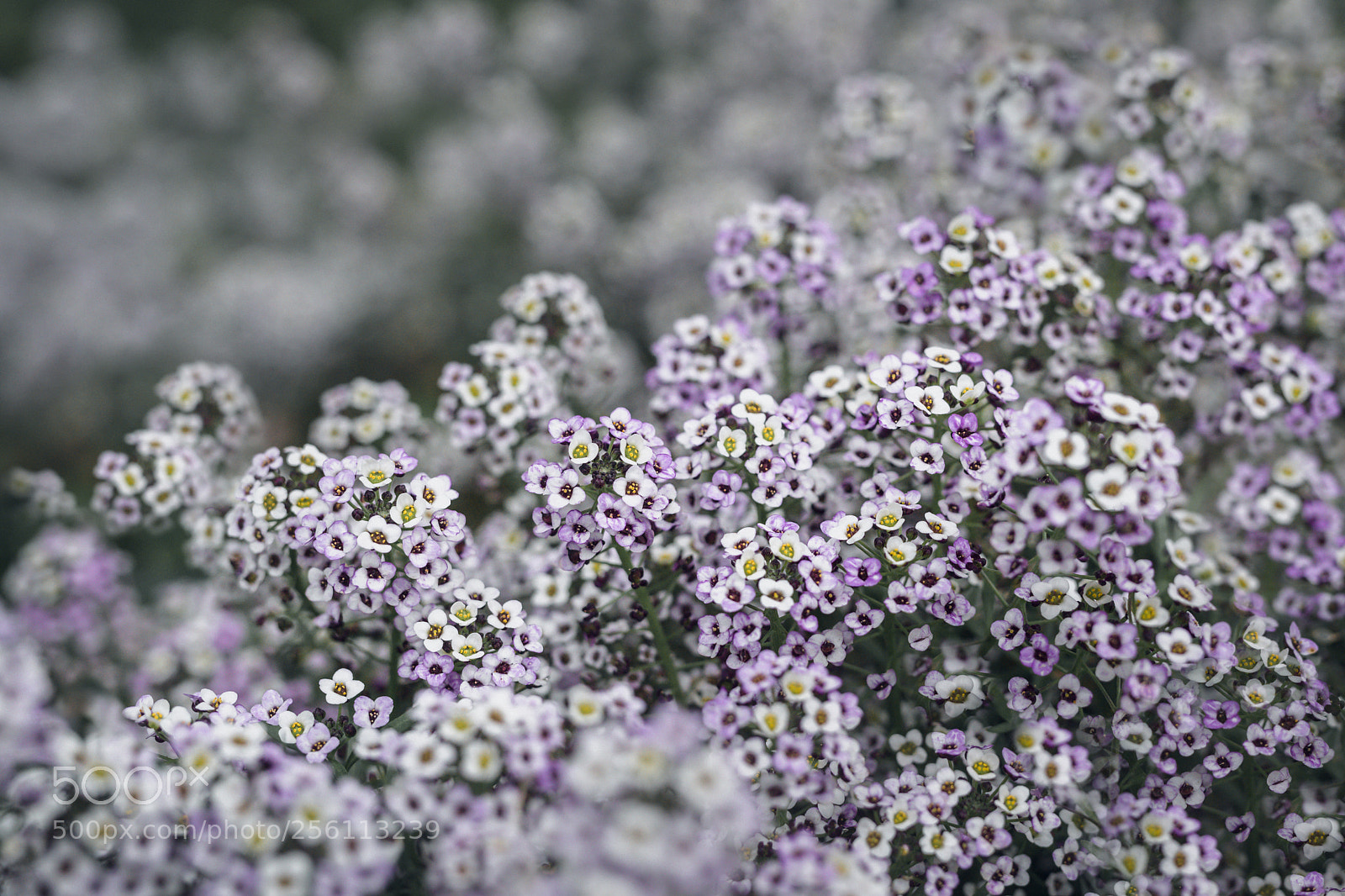 Sony a7R III sample photo. Meadow photography