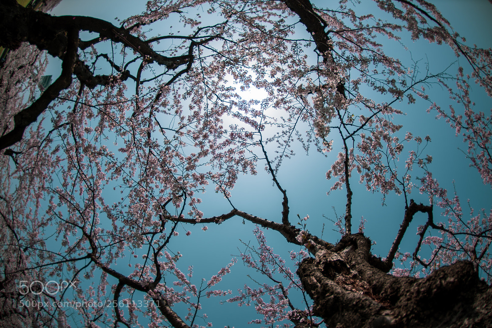 Nikon D810 sample photo. Cherry blossom sky photography