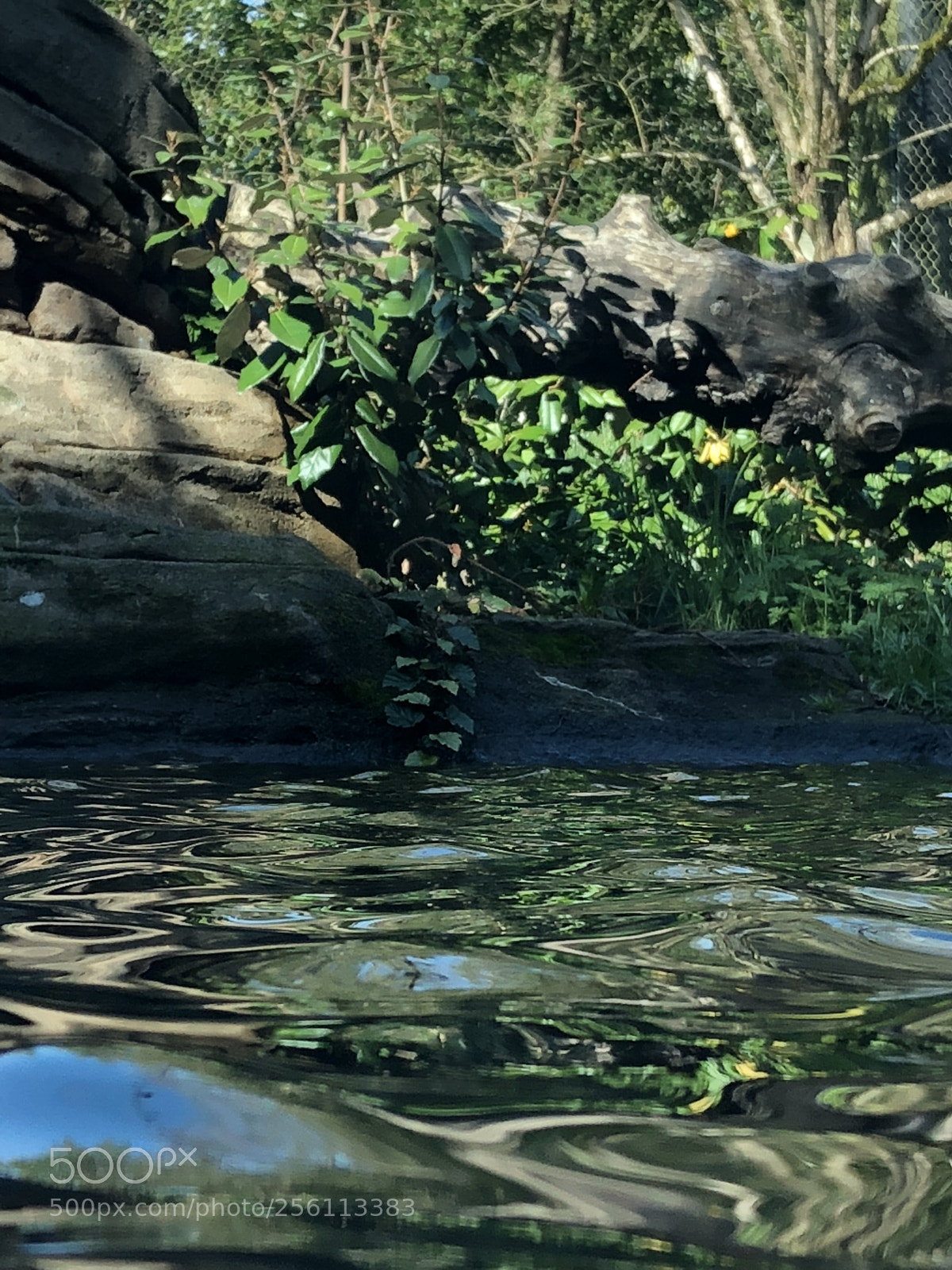 Apple iPhone 8 sample photo. River nature photography