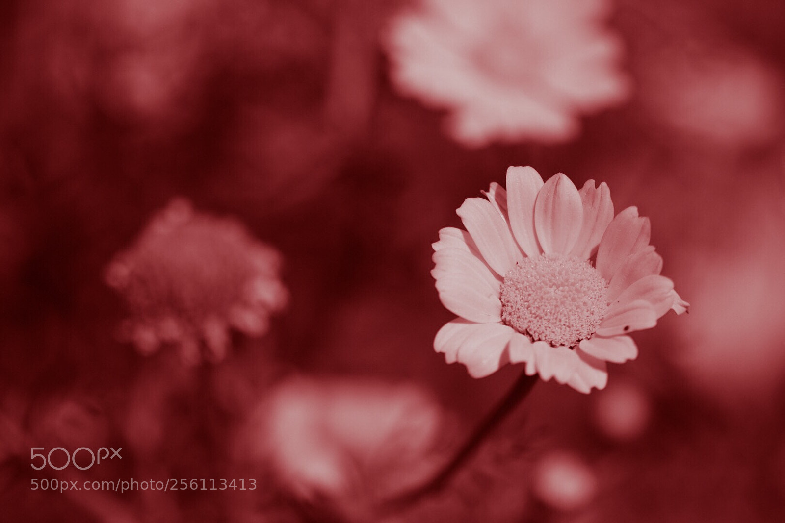 Nikon D7200 sample photo. Untitled photography
