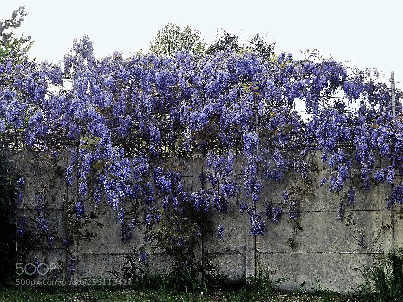Sony DSC-HX60 sample photo. Glycine photography