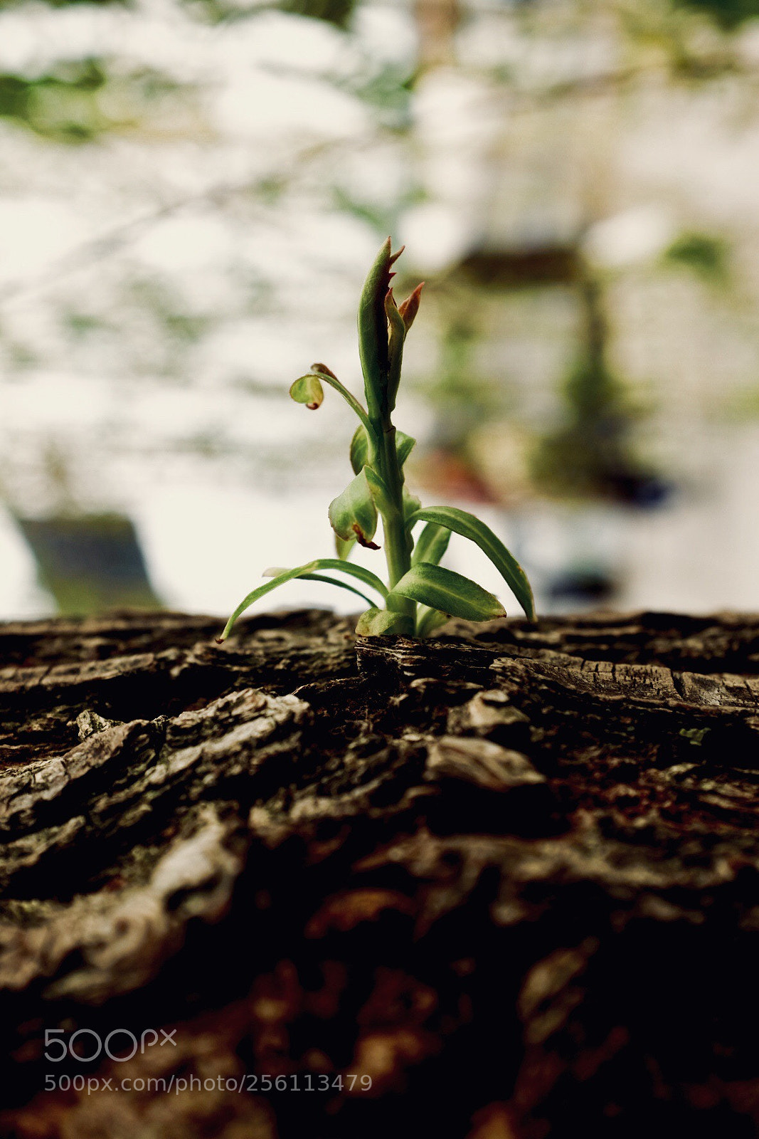 Fujifilm X100T sample photo. Untitled photography