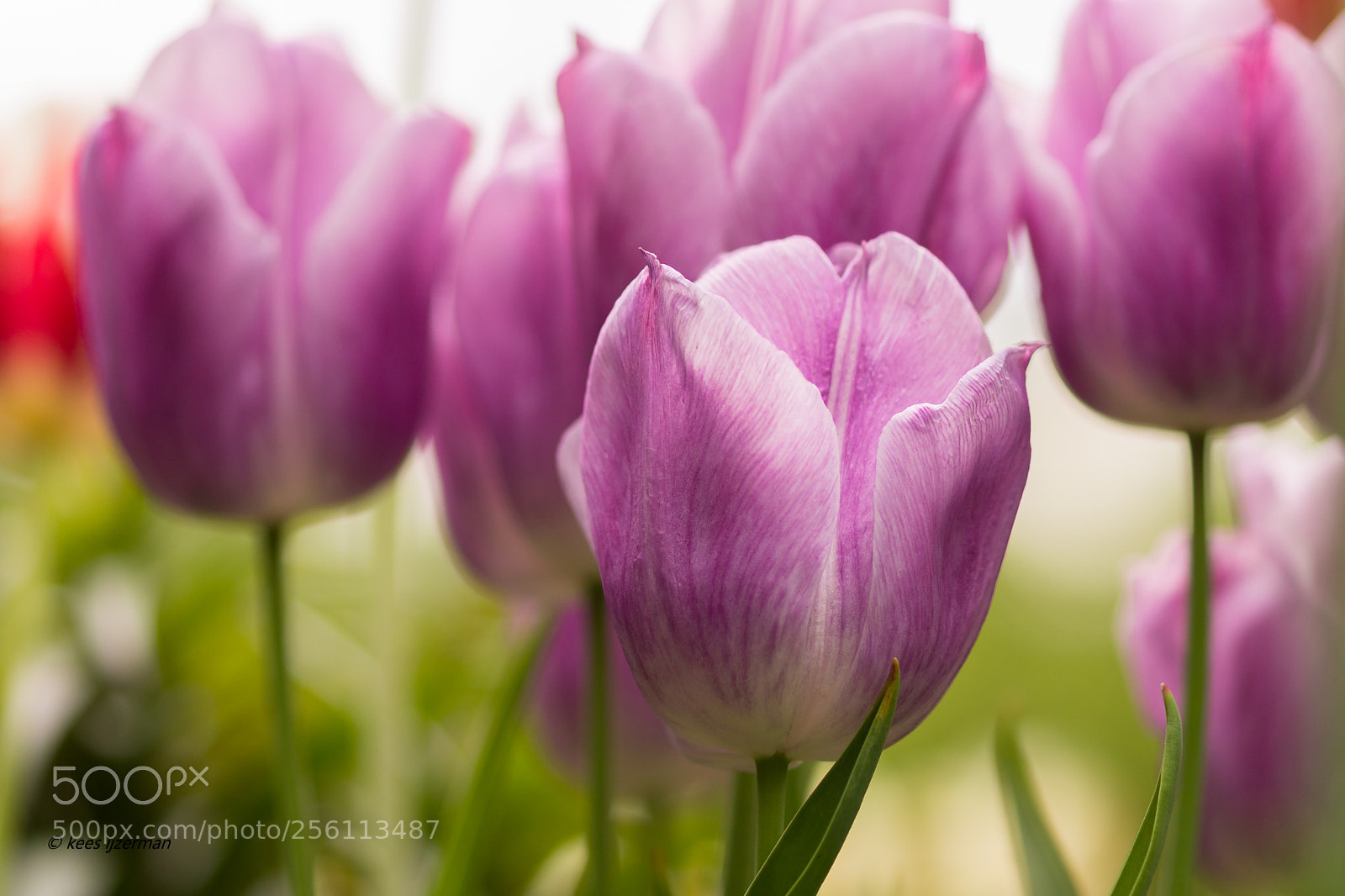 Sony SLT-A77 sample photo. Tulips. photography