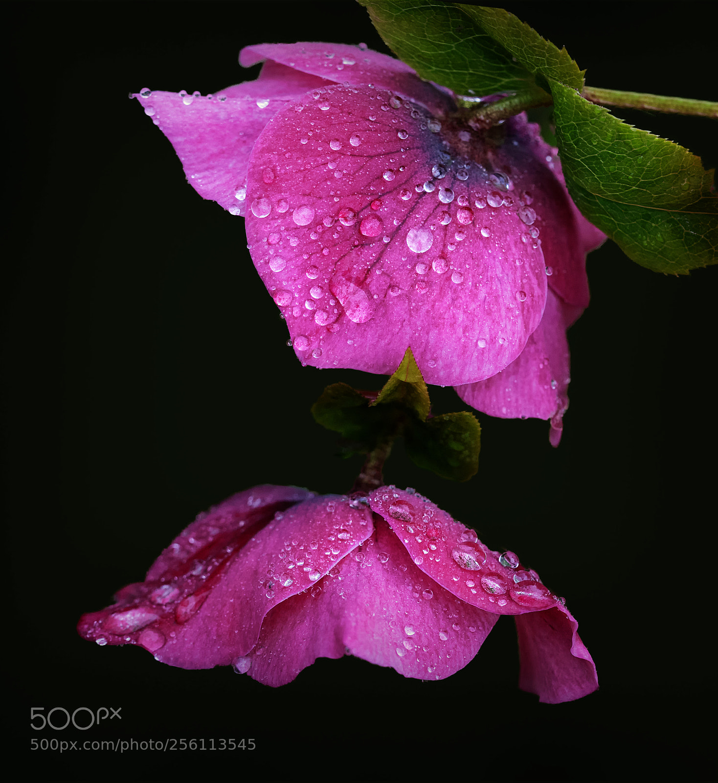 Panasonic Lumix DMC-GH4 sample photo. Hellebores photography