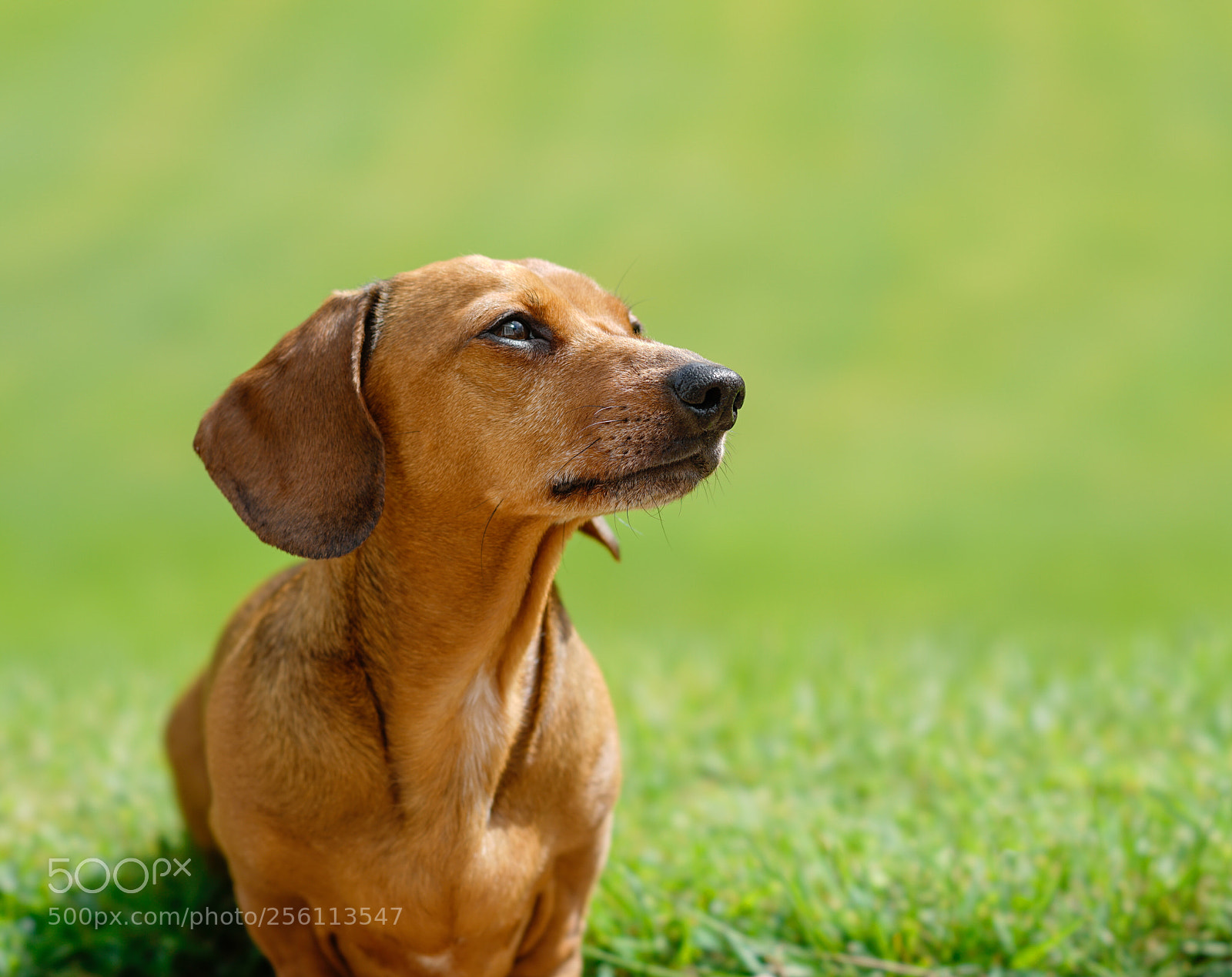 Sony a7R II sample photo. Green and pleasant land photography