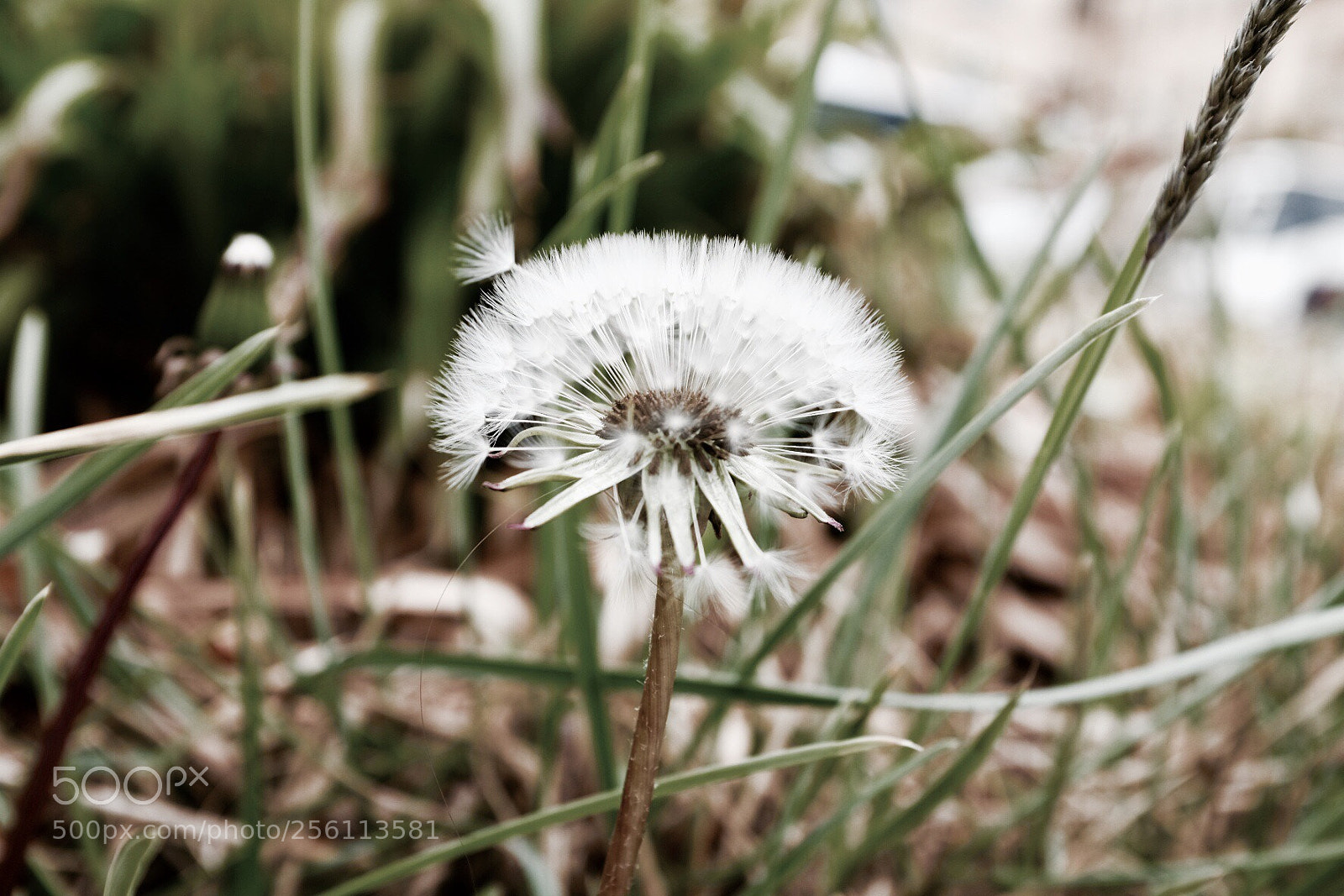 Fujifilm X100T sample photo. Untitled photography