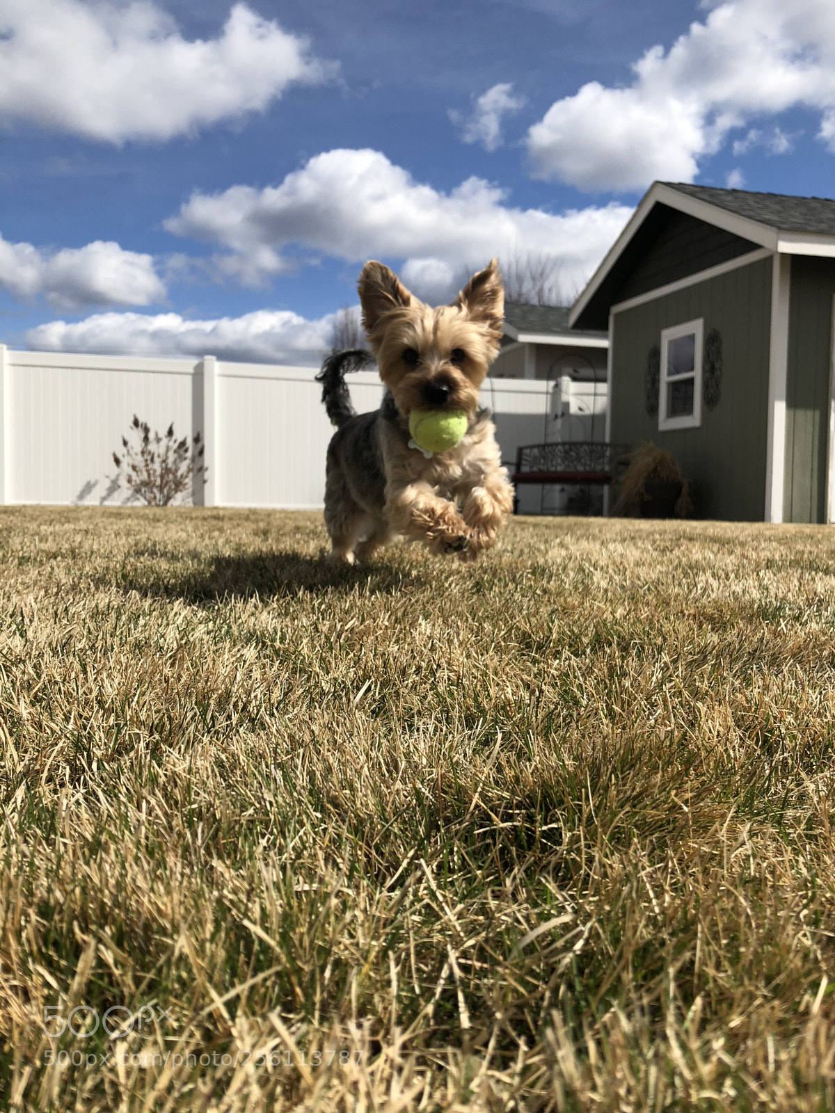 Apple iPhone 8 sample photo. Crazy dog photography