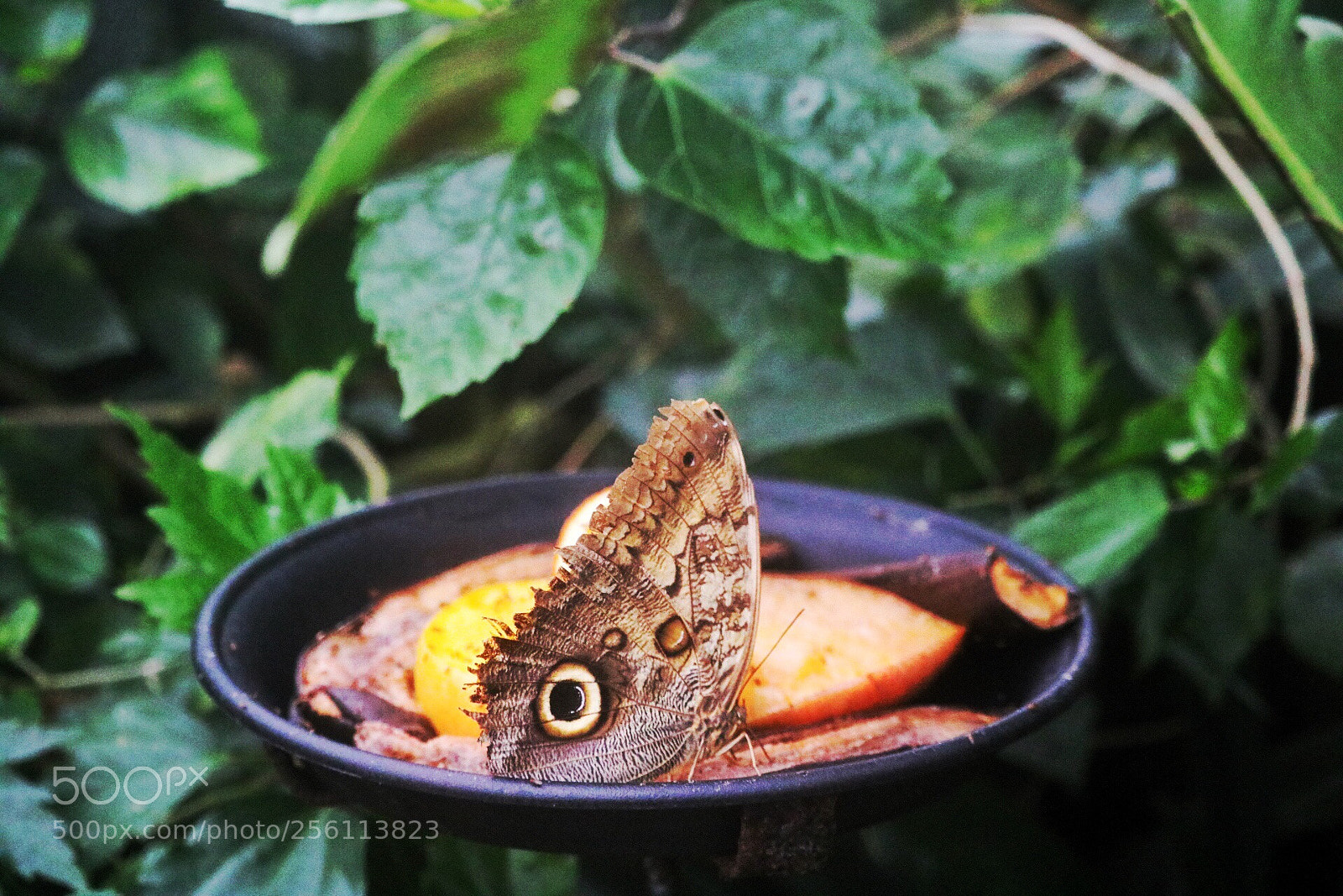 Canon EOS 750D (EOS Rebel T6i / EOS Kiss X8i) sample photo. Untitled photography