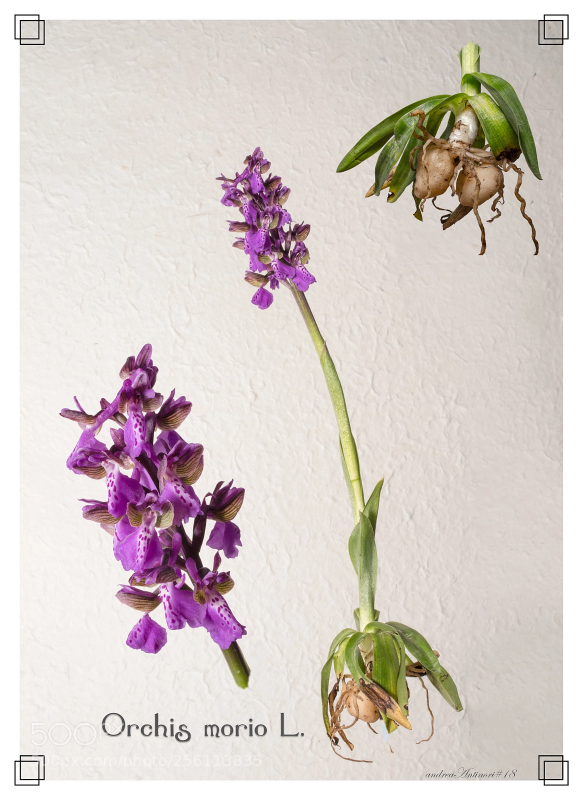 Pentax K-1 sample photo. Orchis morio photography