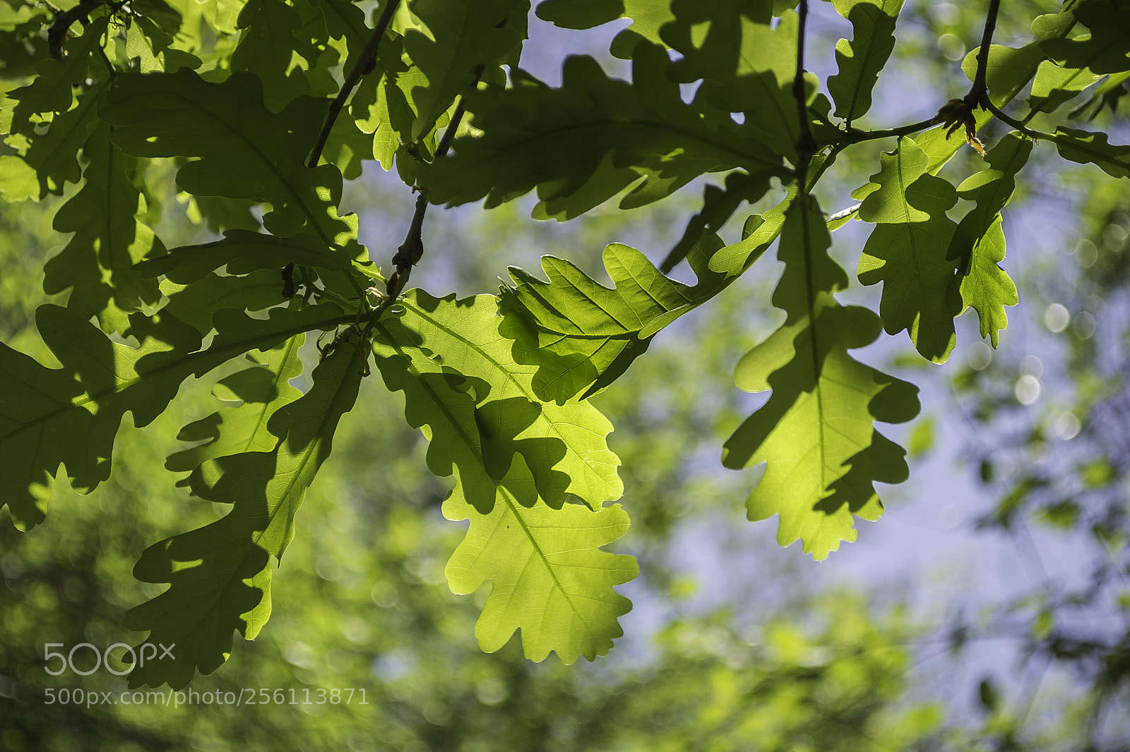 Nikon D3100 sample photo. Sunny leaves photography
