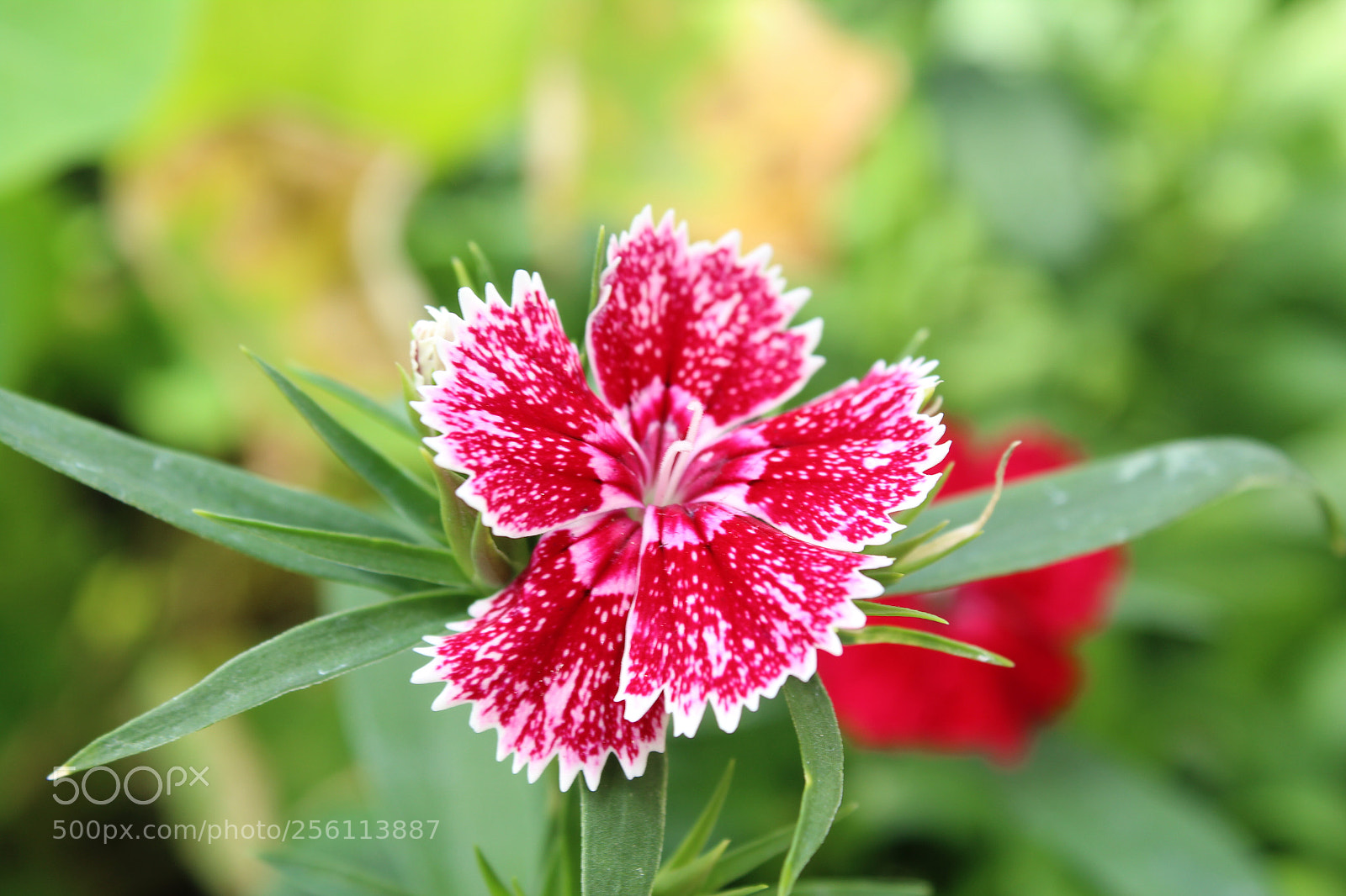 Canon EOS 1200D (EOS Rebel T5 / EOS Kiss X70 / EOS Hi) sample photo. Frosted flower photography