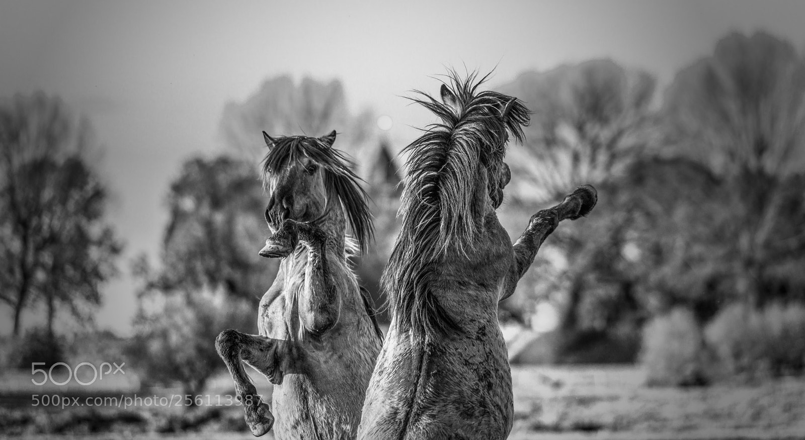 Nikon D800E sample photo. Prancing horses photography