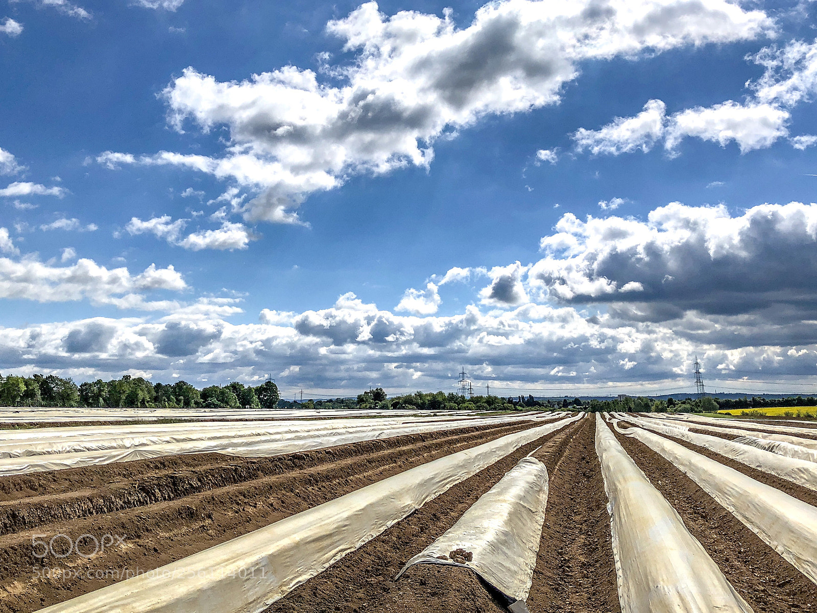Apple iPhone X sample photo. Asparagus fields forever photography
