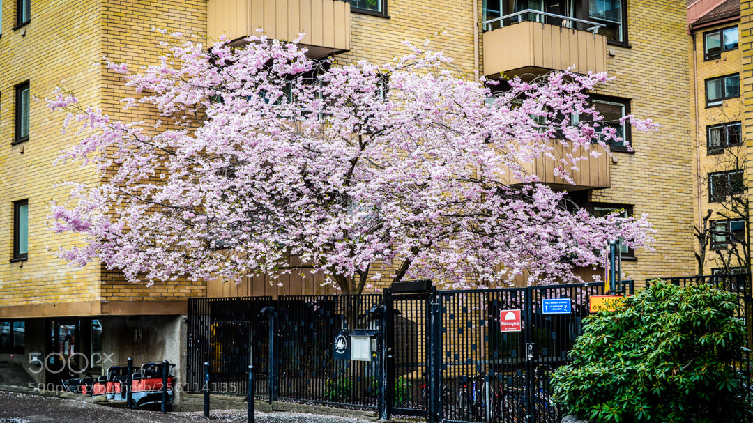 Nikon D5200 sample photo. Cherry blossom in gothenburg photography