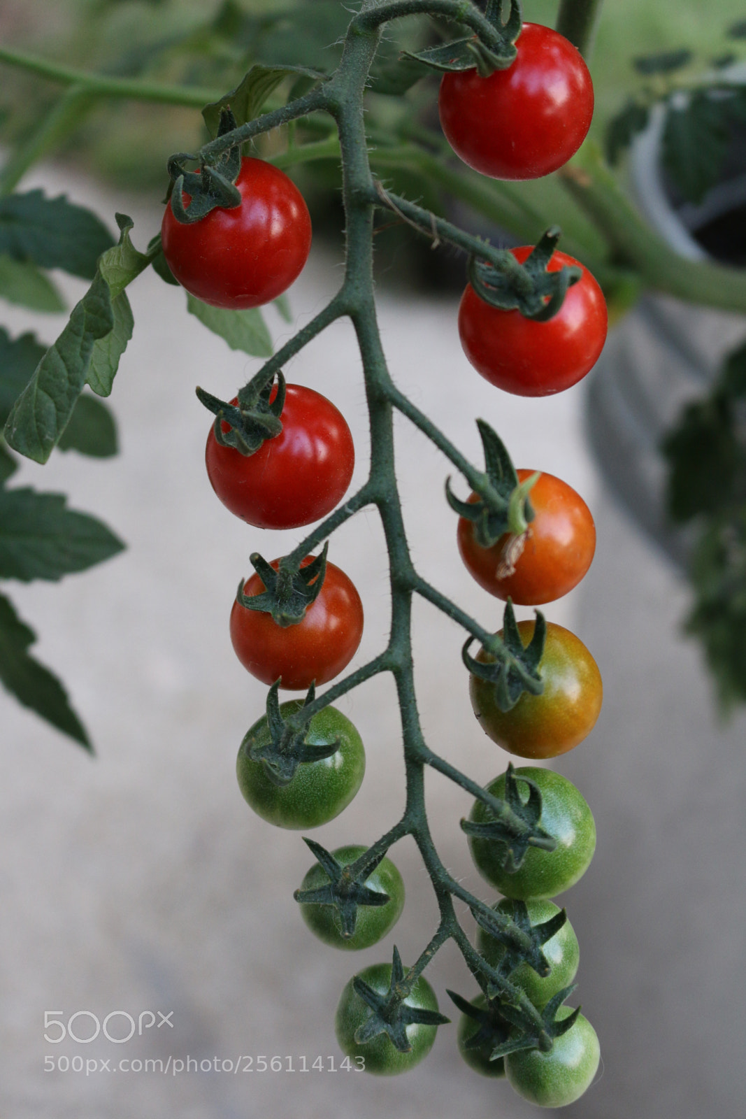 Canon EOS 70D sample photo. Cherry tomato photography