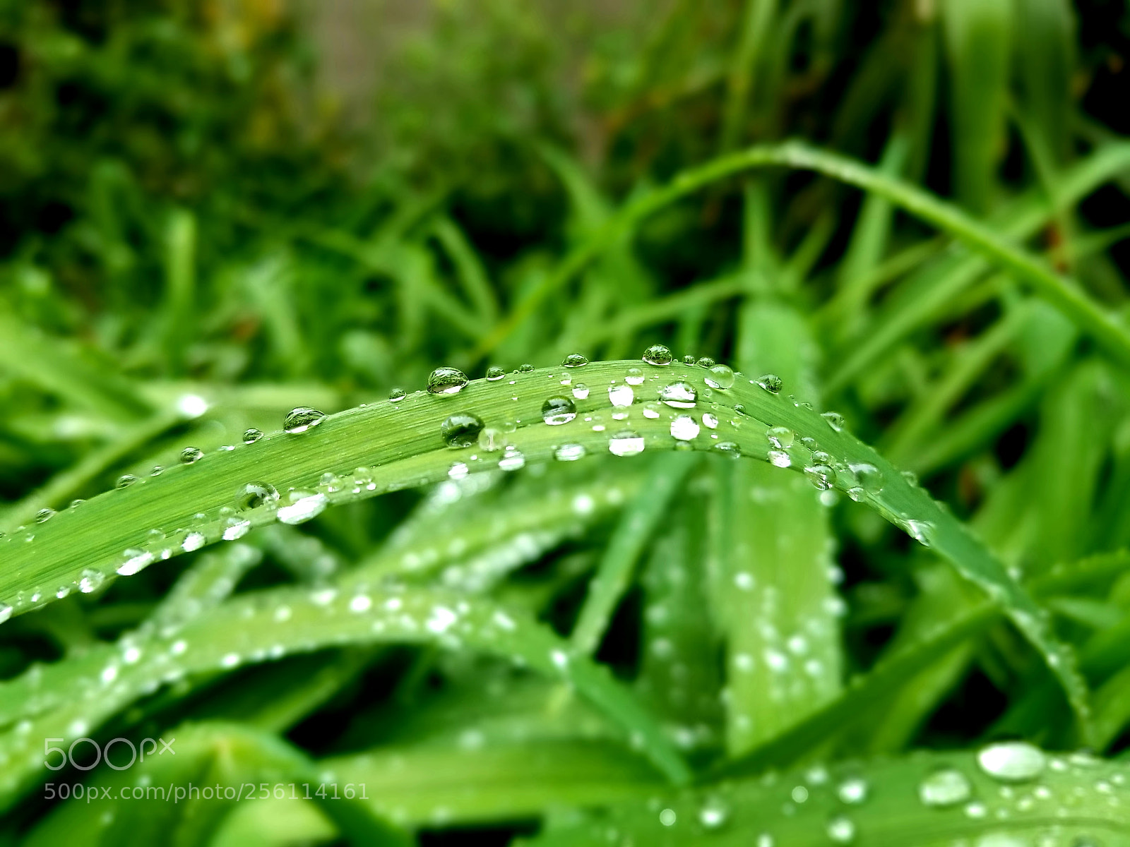 Samsung Galaxy S8+ sample photo. Untitled photography