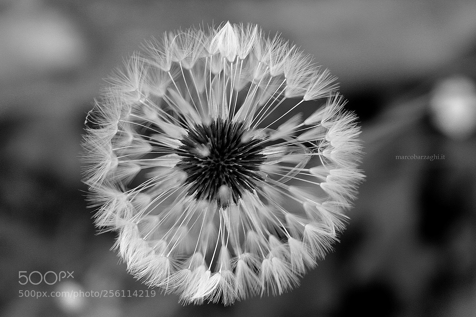 Canon EOS 600D (Rebel EOS T3i / EOS Kiss X5) sample photo. Garden - symmetry photography