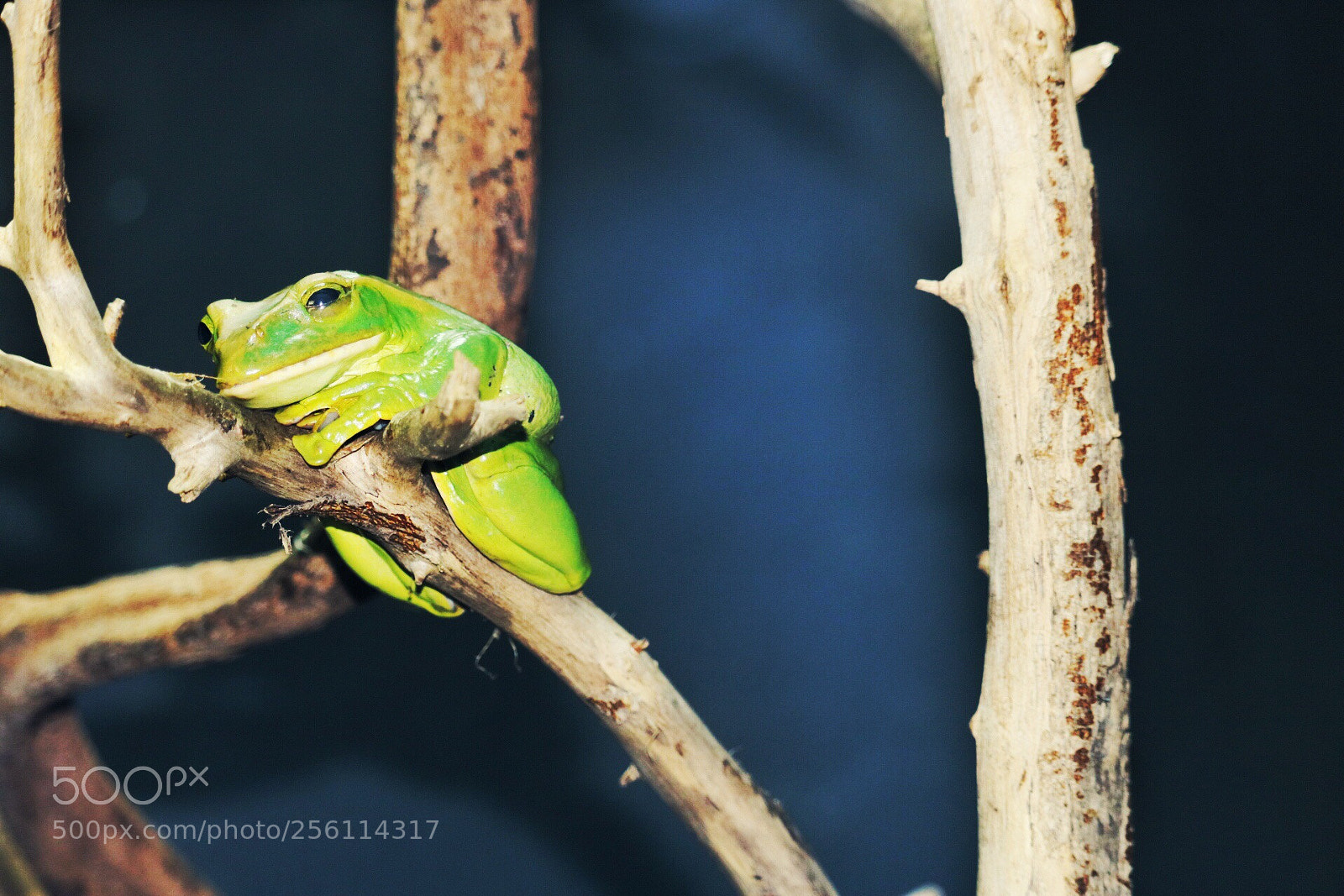 Canon EOS 750D (EOS Rebel T6i / EOS Kiss X8i) sample photo. Untitled photography