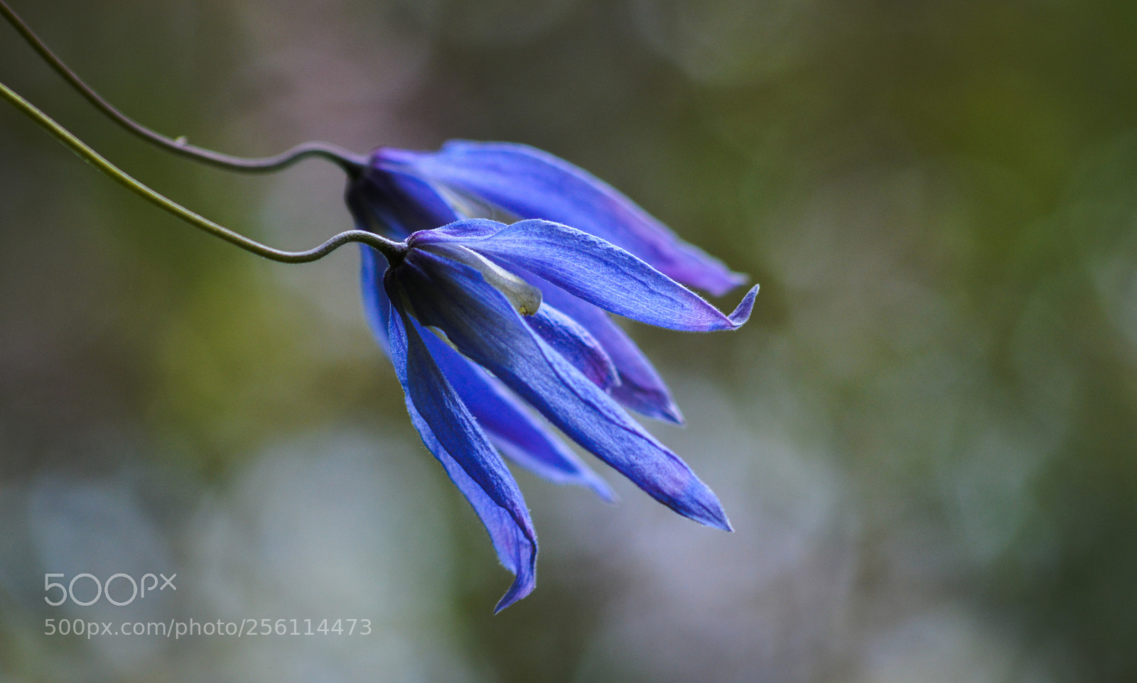 Nikon D3200 sample photo. Blue clematis photography