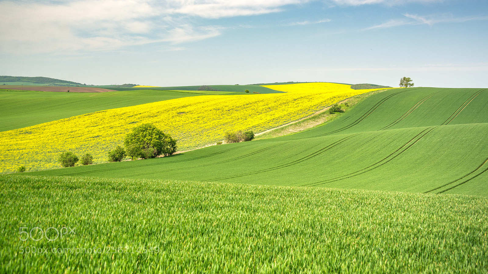 Nikon D610 sample photo. Moravia fields photography