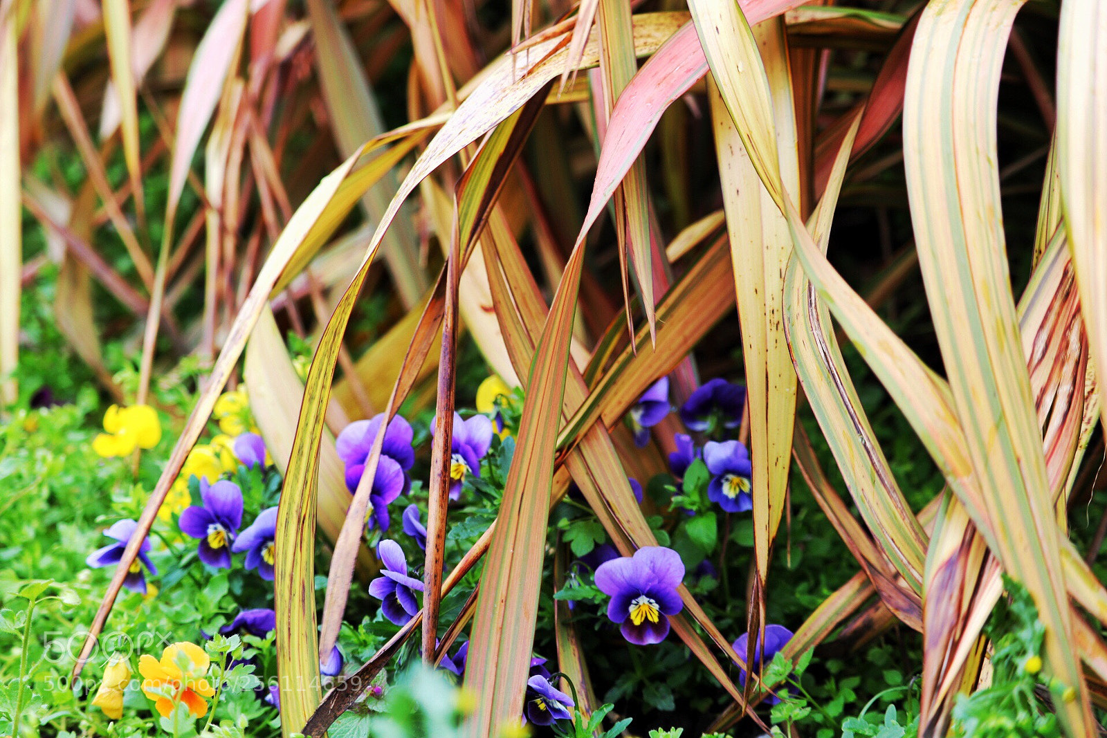 Canon EOS 750D (EOS Rebel T6i / EOS Kiss X8i) sample photo. Untitled photography