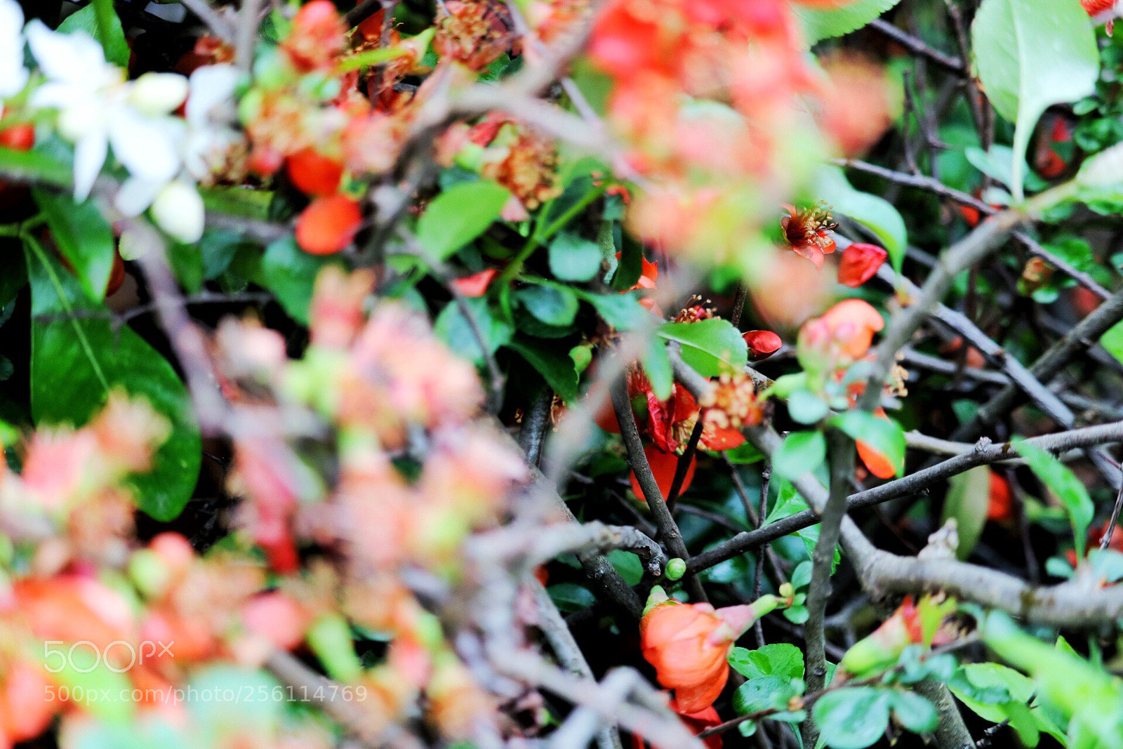 Canon EOS 750D (EOS Rebel T6i / EOS Kiss X8i) sample photo. Untitled photography