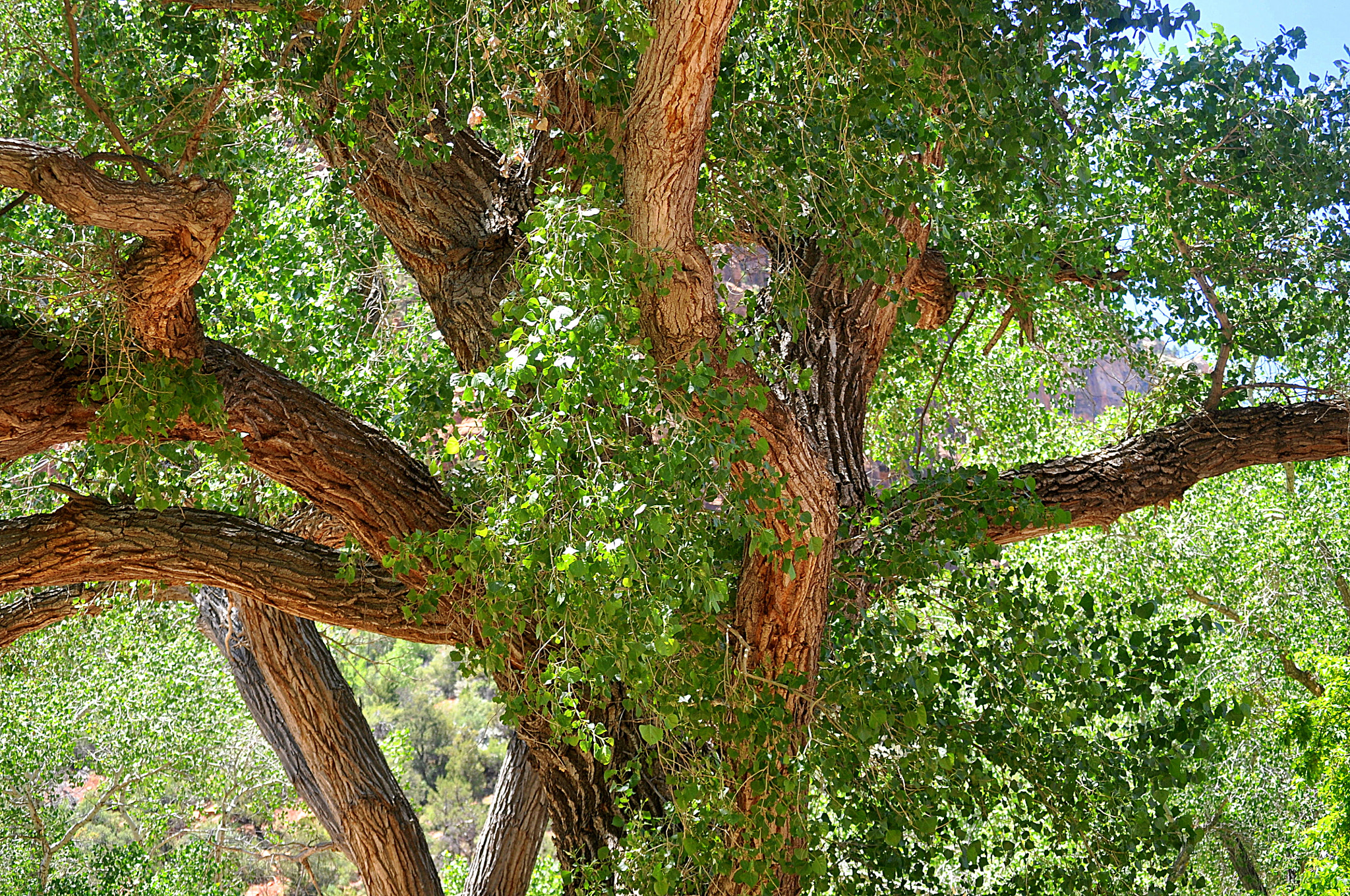 Nikon D5000 sample photo. Twisted together photography
