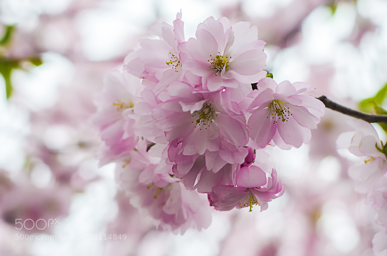 Nikon D5100 sample photo. A cherry blossom in photography