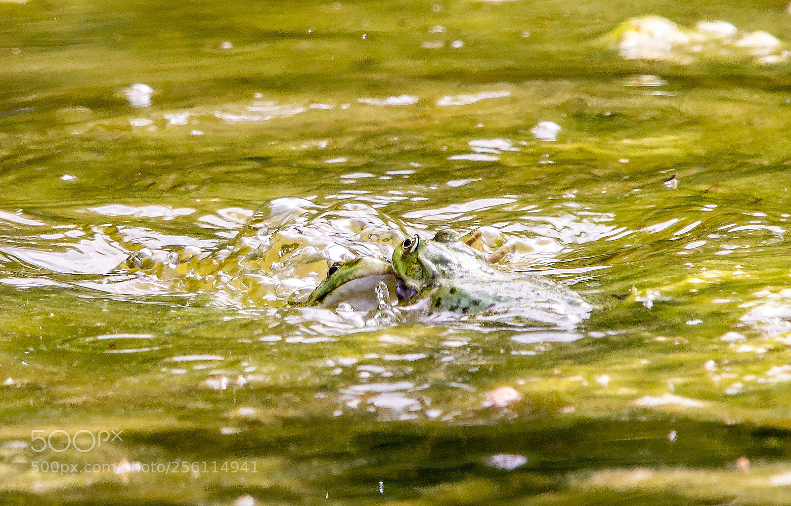 Canon EOS 60D sample photo. Mating season3 photography