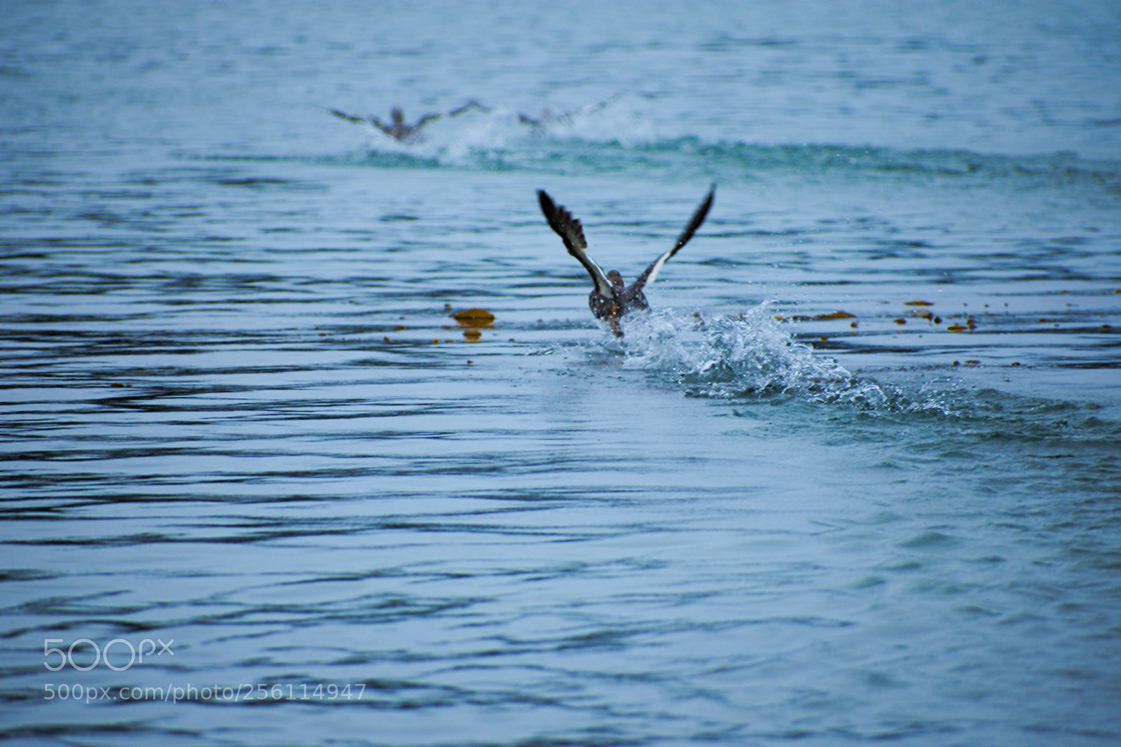 Nikon D3400 sample photo. Fly away photography