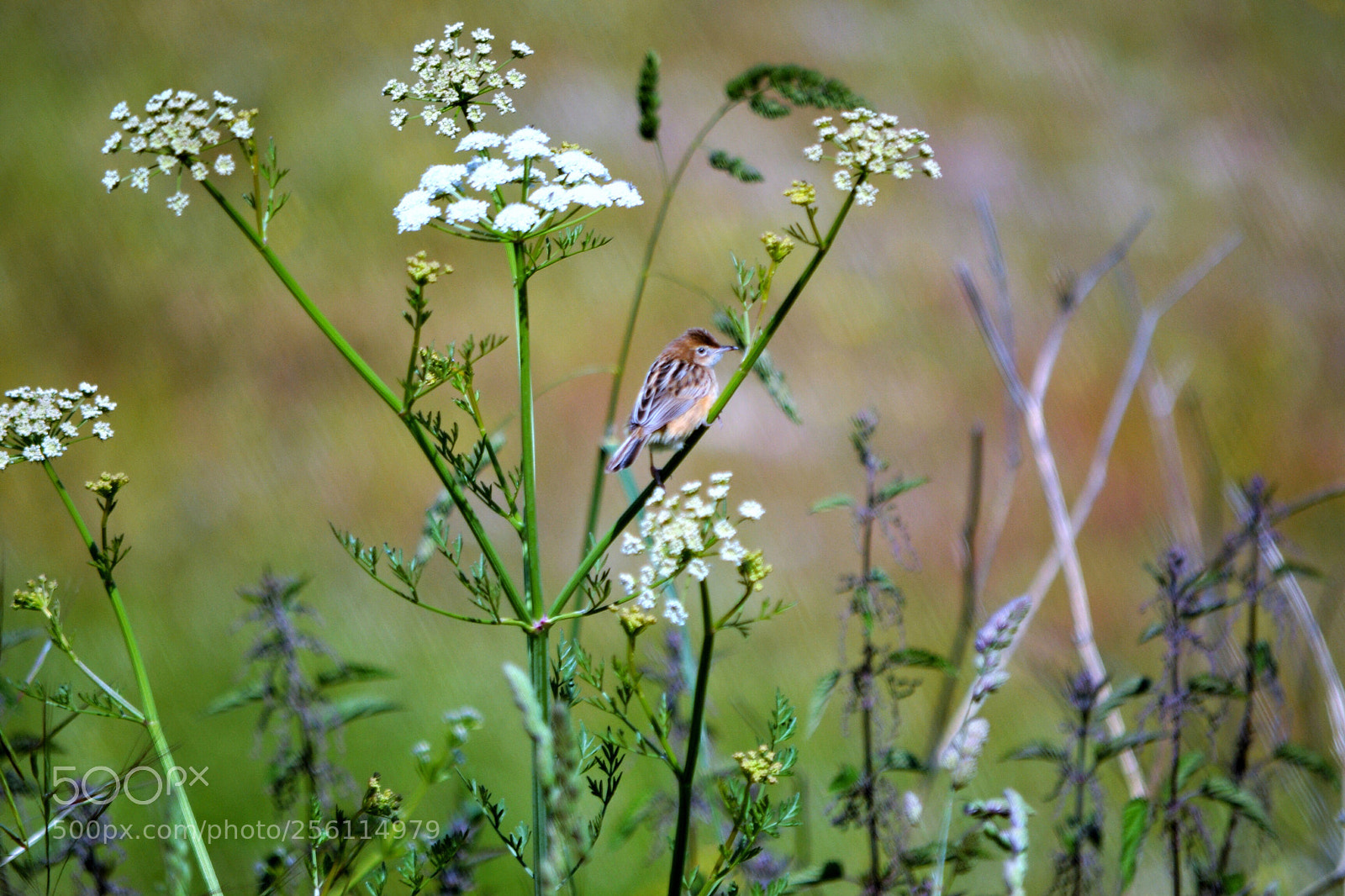 Nikon D3100 sample photo. Bird photography