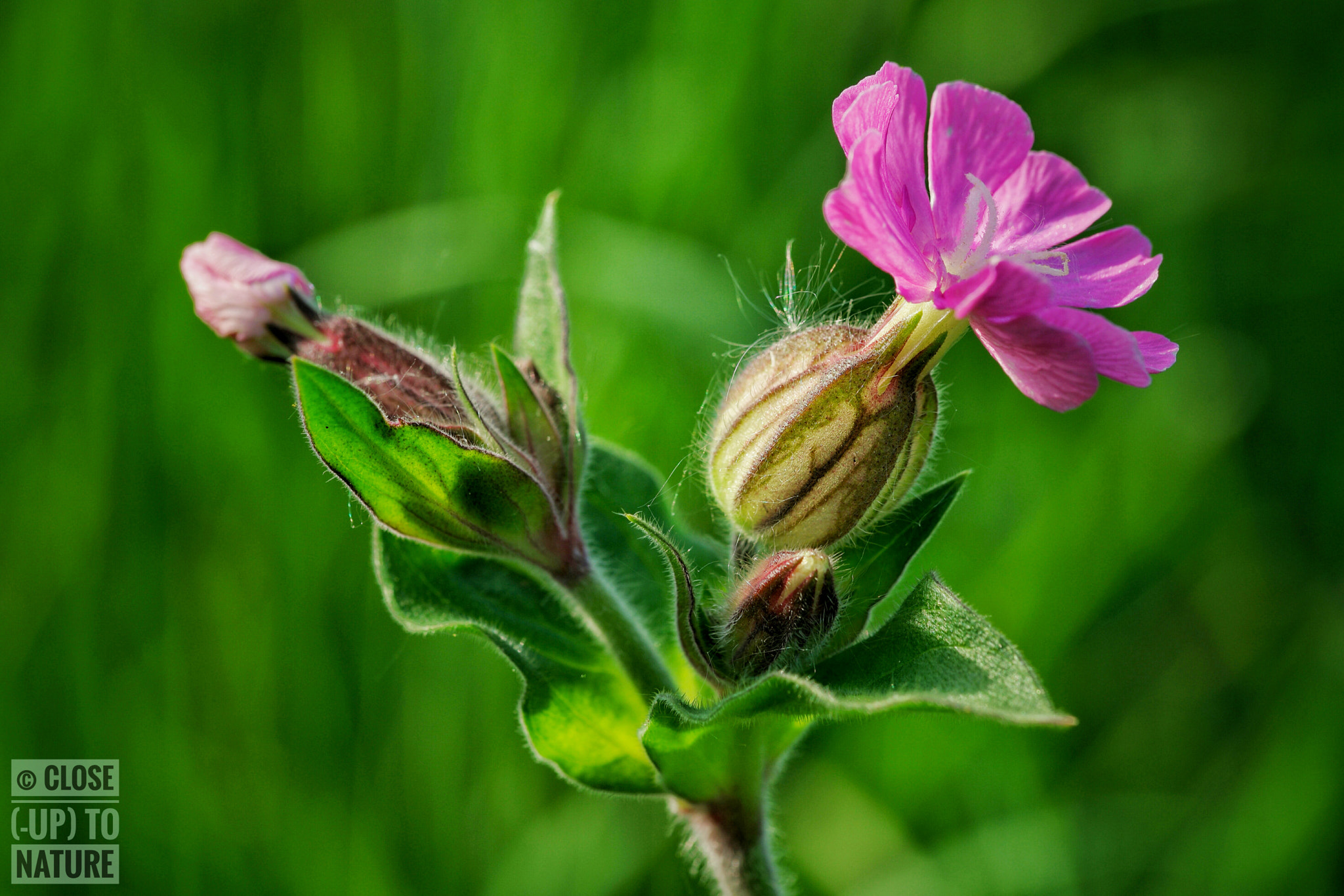 Samsung NX500 sample photo. Silene dioica photography