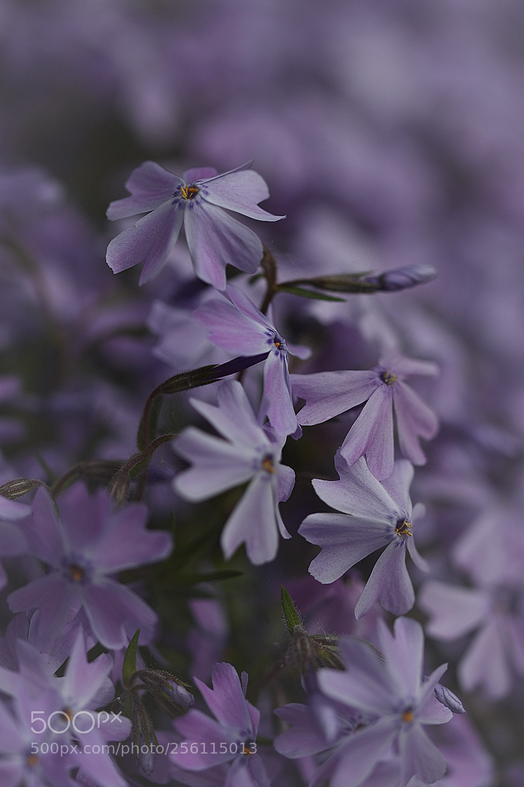 Nikon D5500 sample photo. Sweet dreams of blossem photography