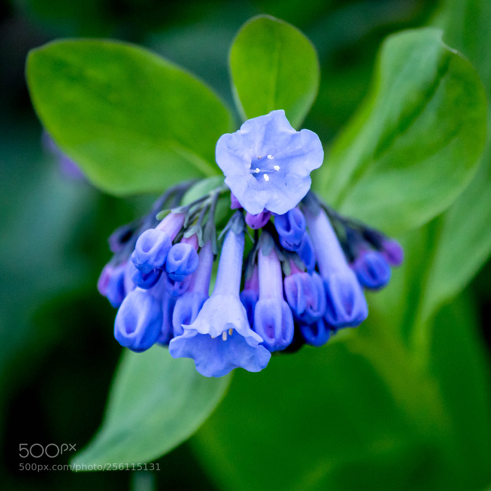 Canon EOS M10 sample photo. Wildflower photography