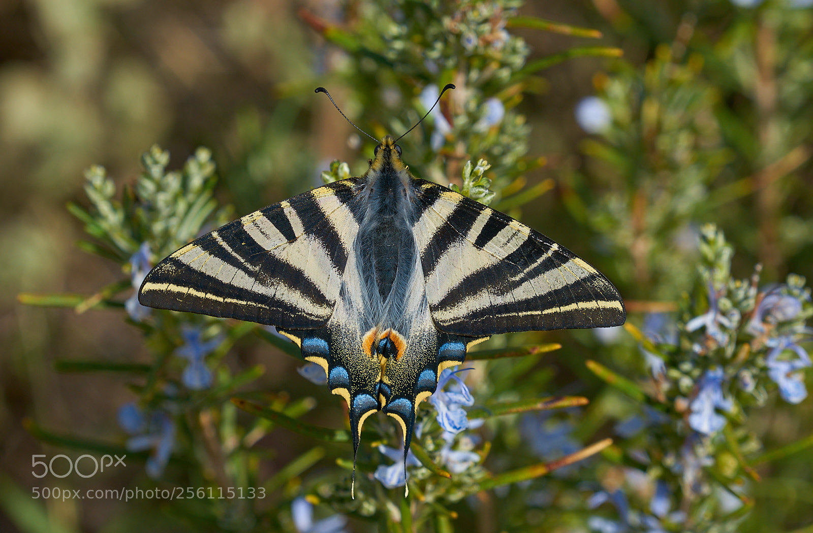 Sony a7R II sample photo. Iphiclides podalirius photography