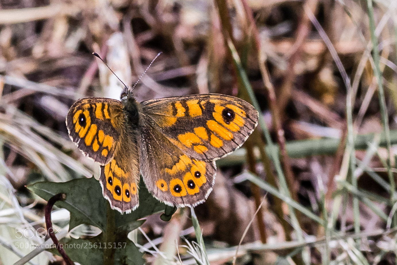 Canon EOS 6D sample photo. Butterfly photography