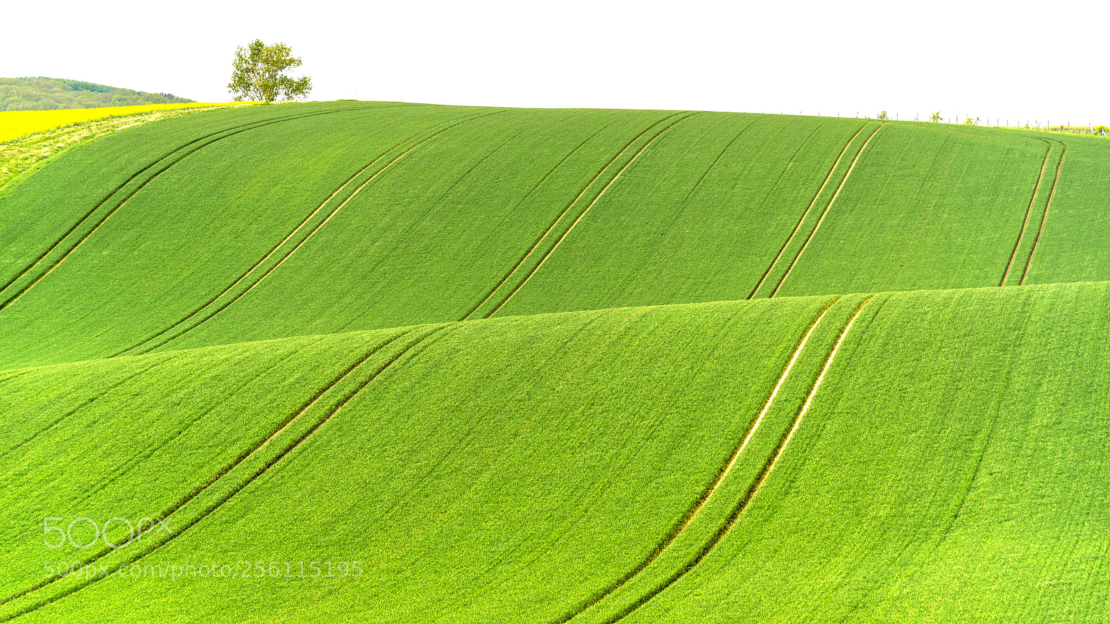 Nikon D610 sample photo. Moravian fields series photography