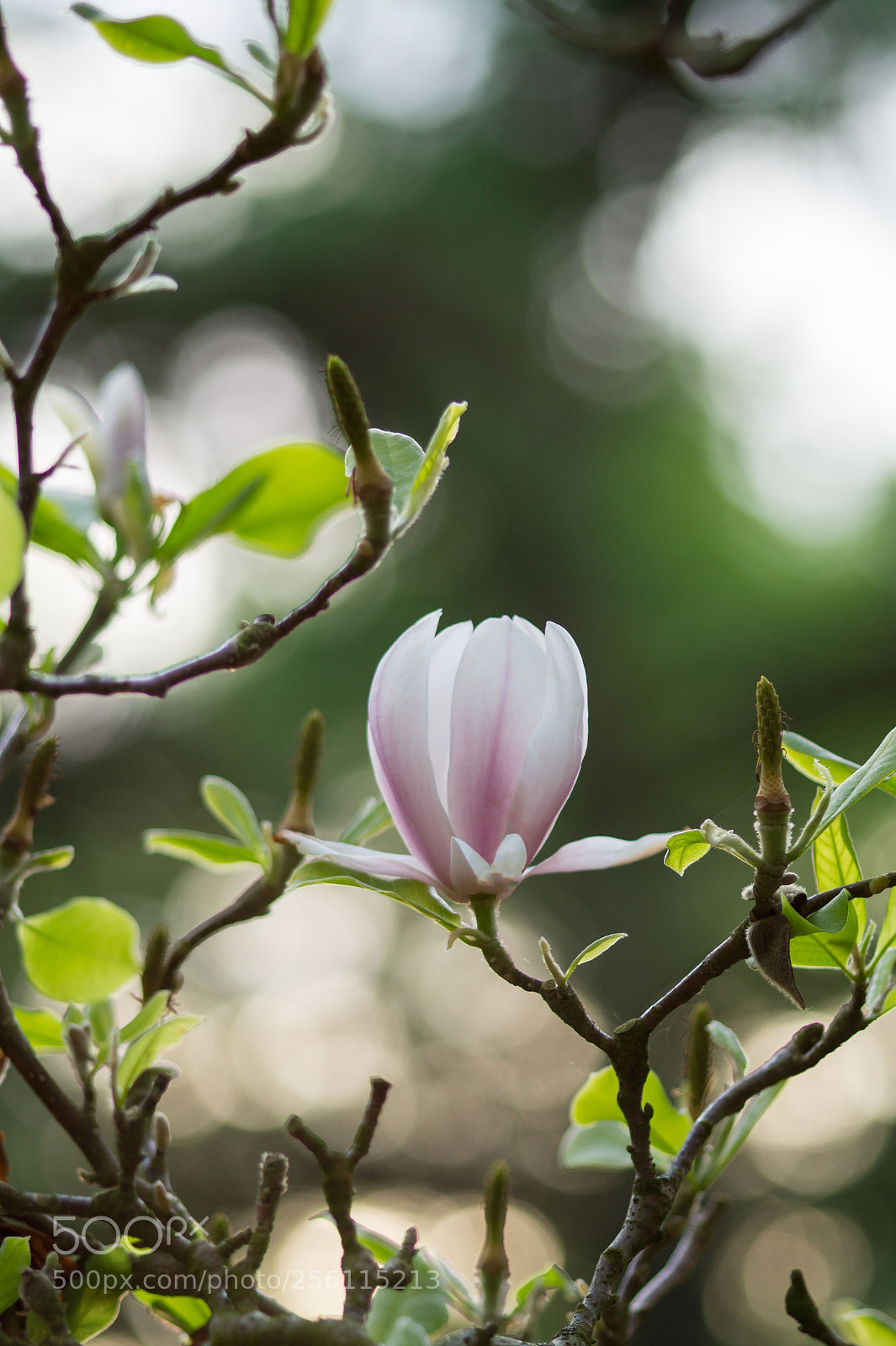 Sony SLT-A58 sample photo. Magnolie photography