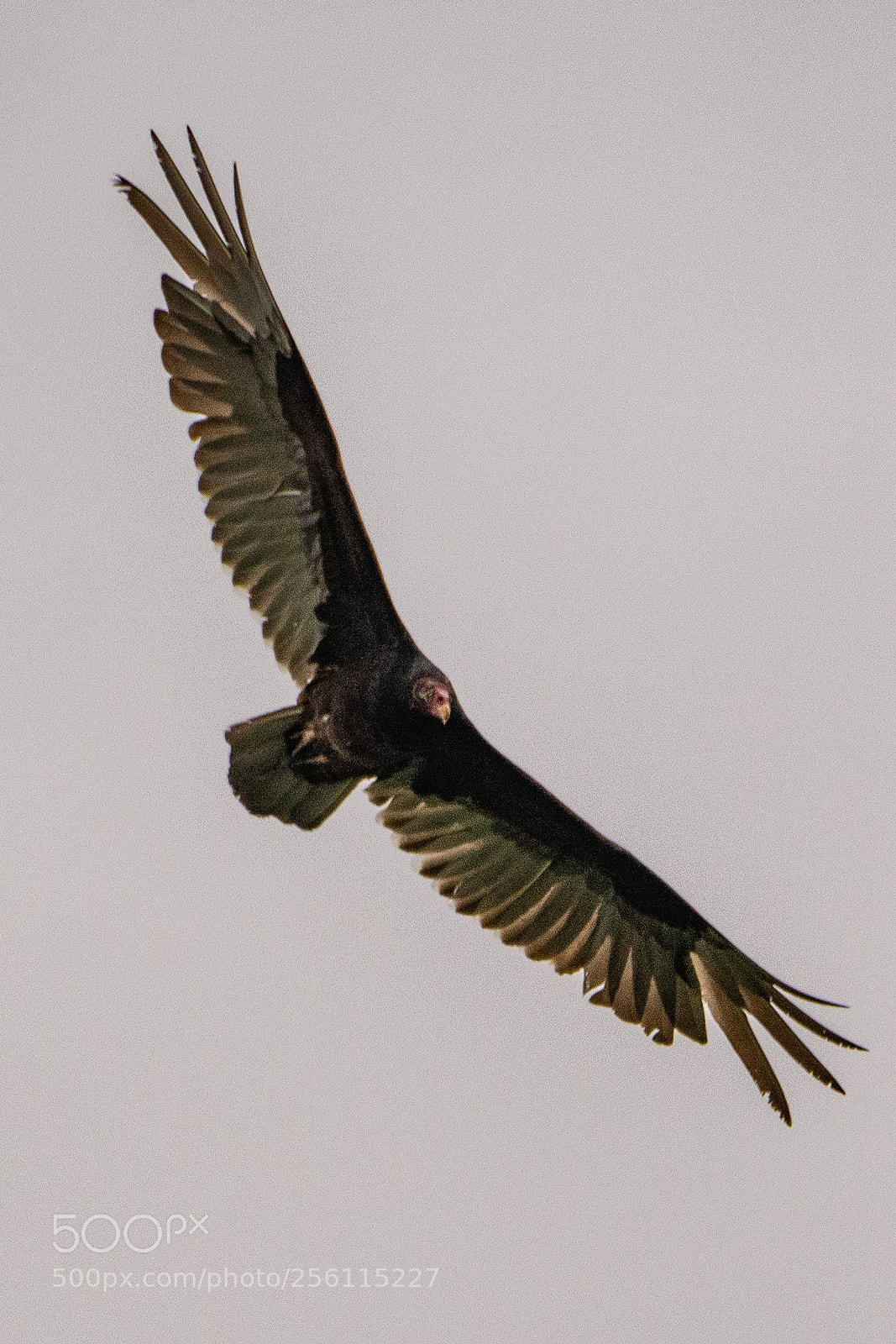 Nikon D7100 sample photo. Turkey vulture soaring 1 photography