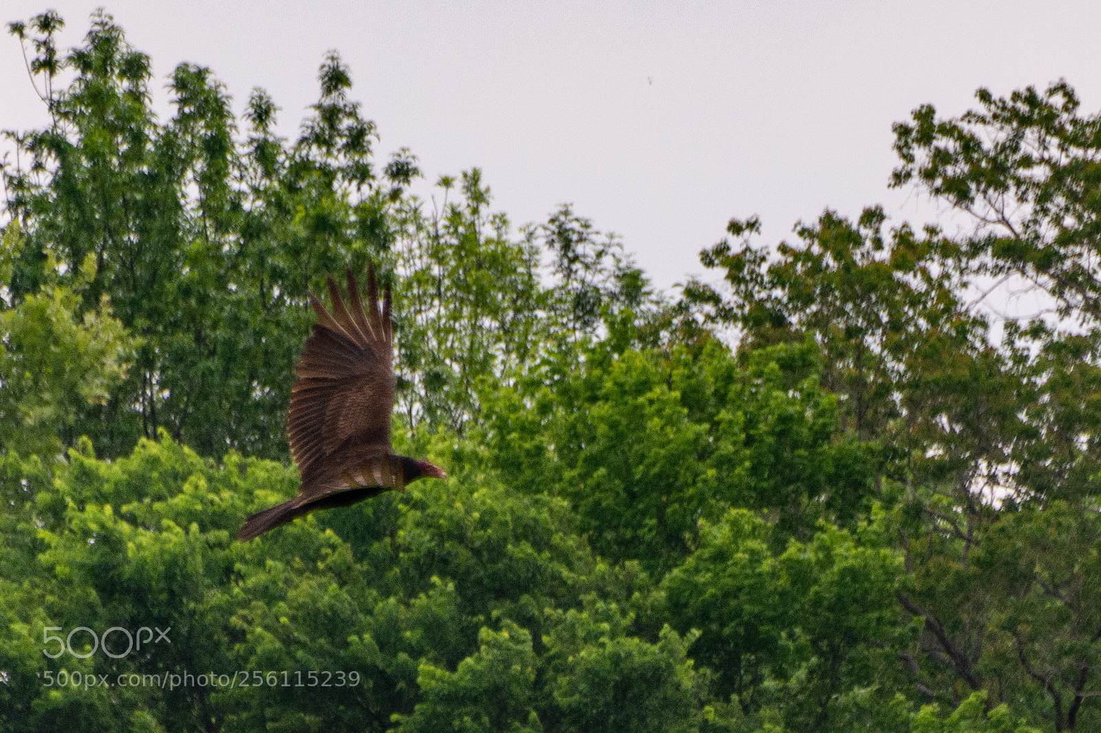Nikon D7100 sample photo. Turkey vulture soaring 2 photography