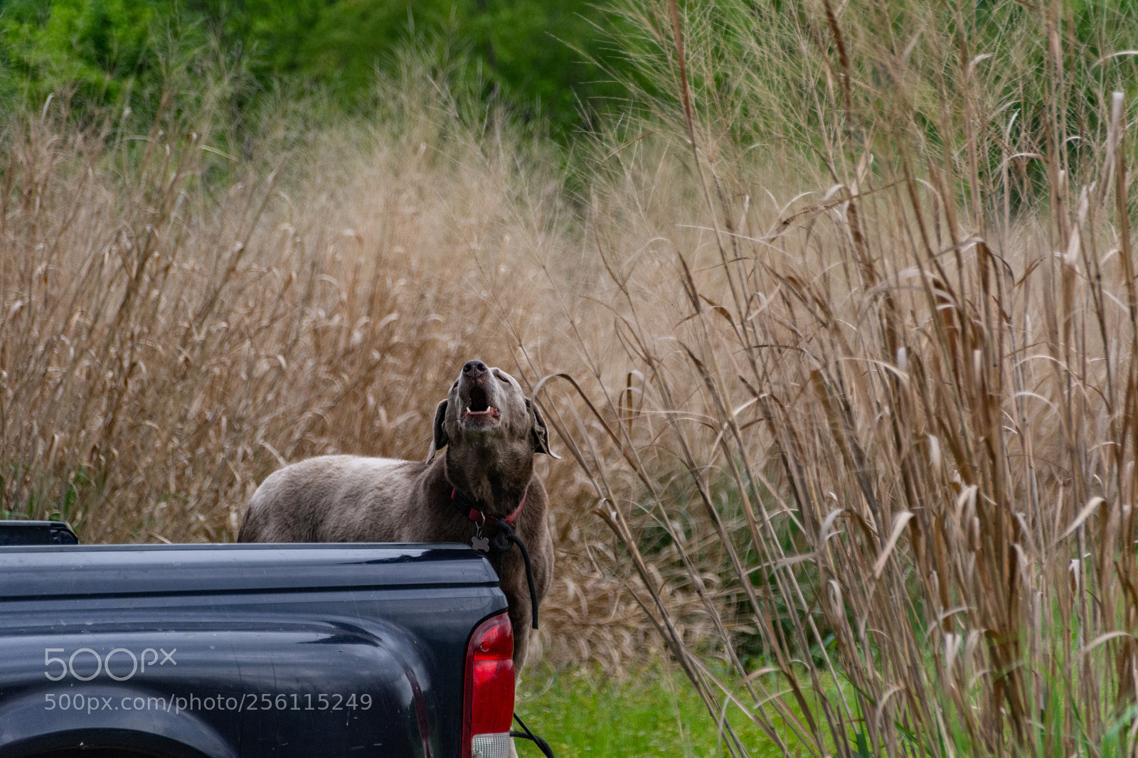 Nikon D7100 sample photo. Howling photography