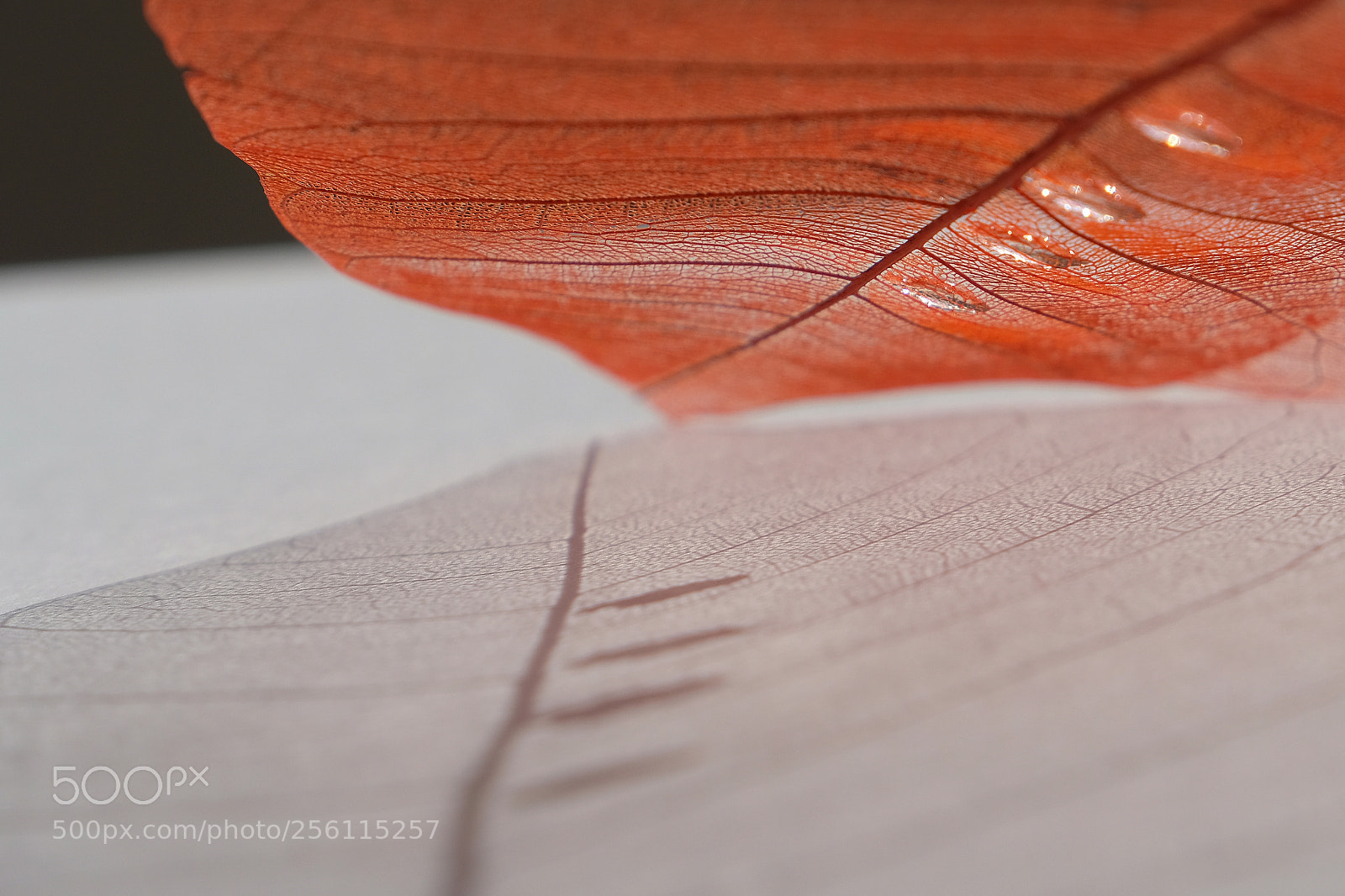 Fujifilm X-T2 sample photo. Shadow of a leaf photography