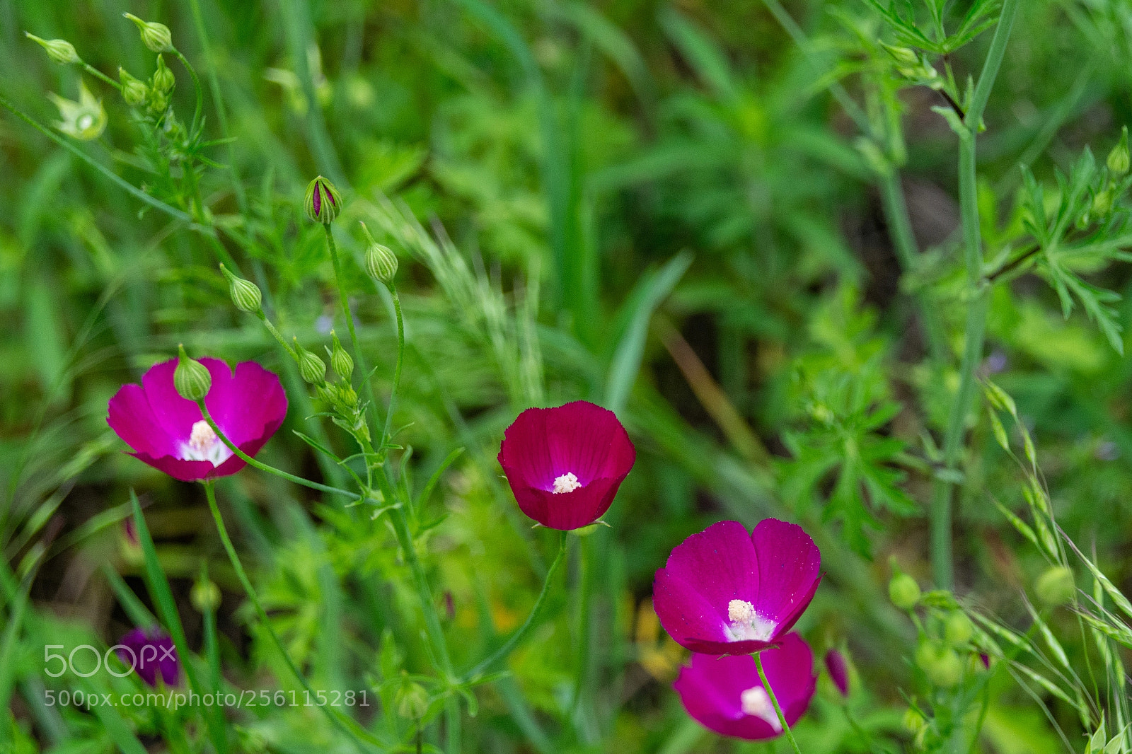Nikon D7100 sample photo. Purple winecups photography