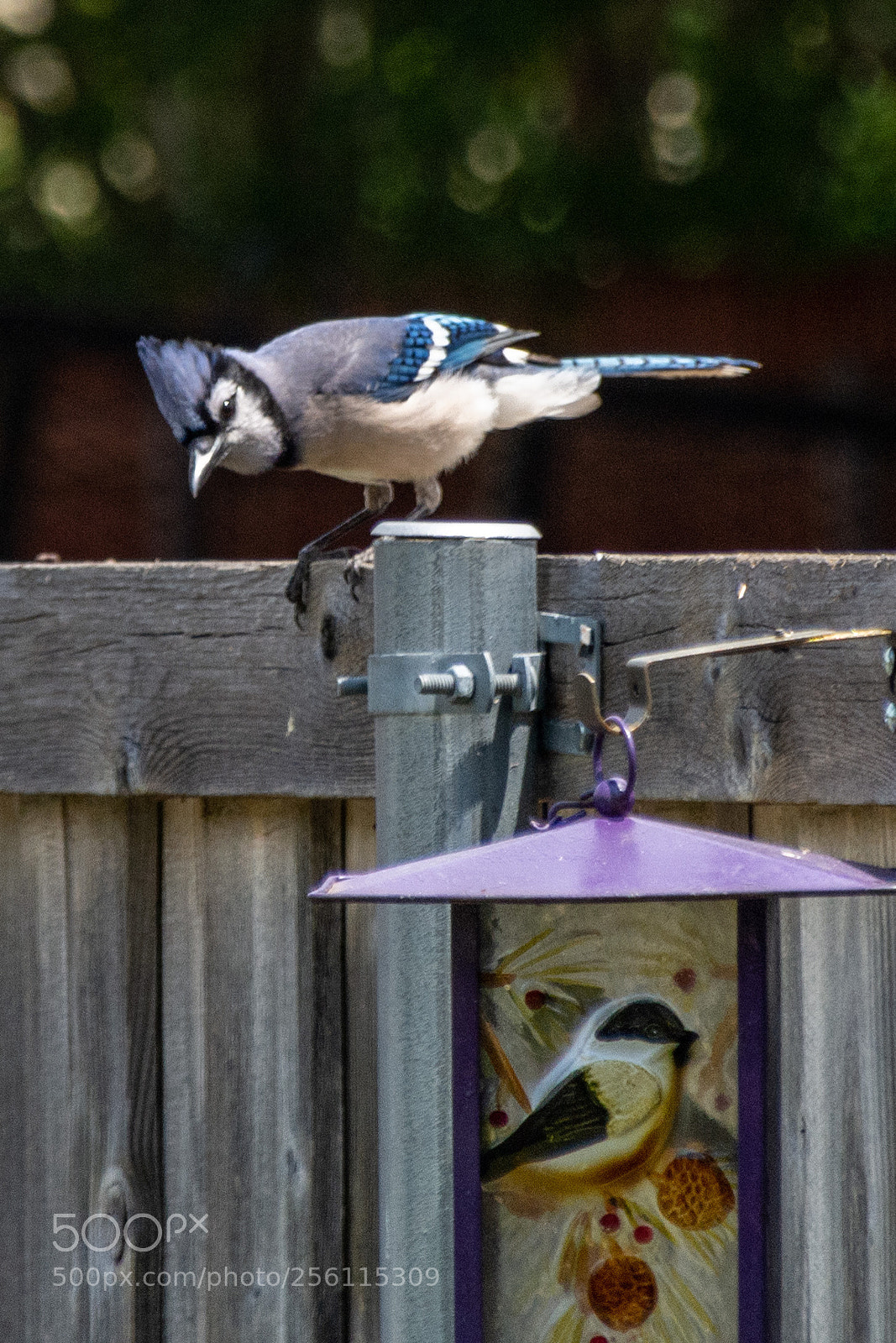Nikon D7100 sample photo. Backyard - where's lunch? photography